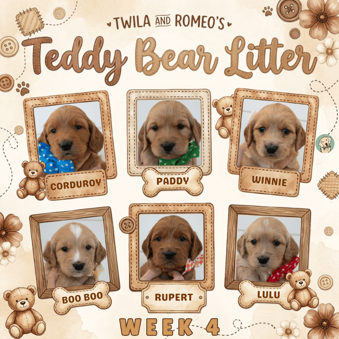 Twila and Romeo Week 4.png