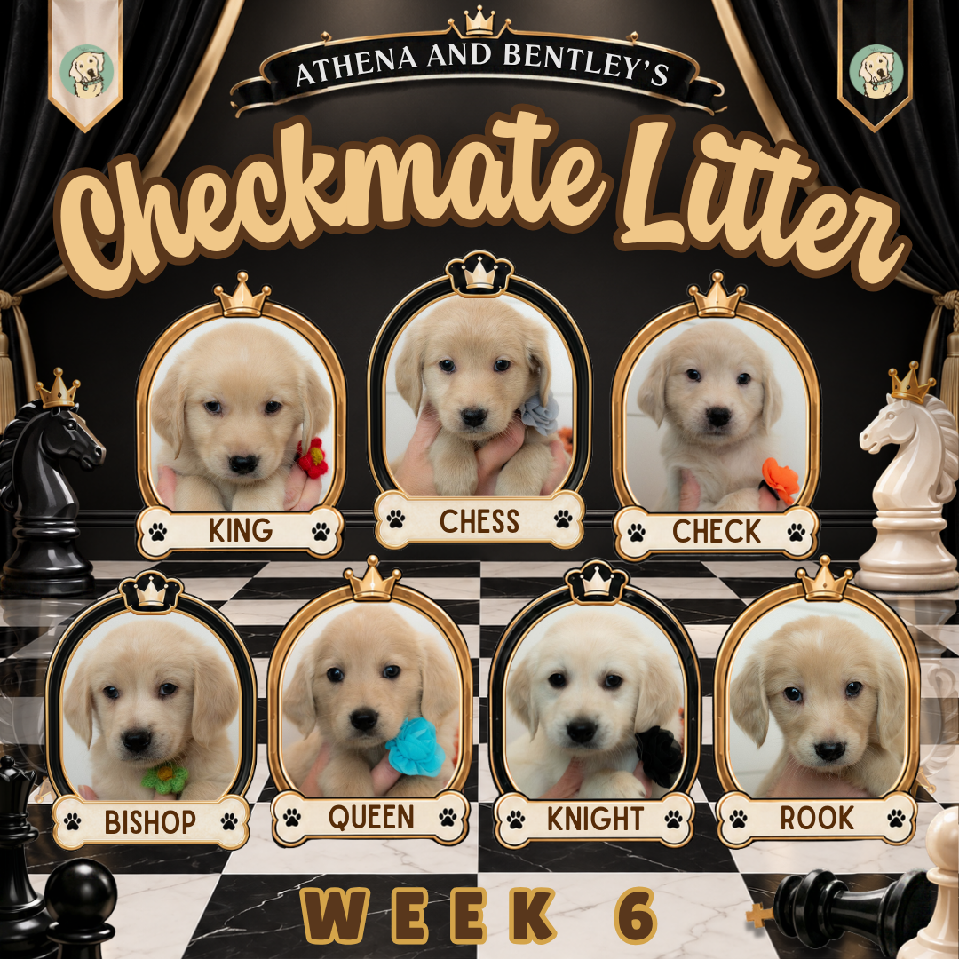 Athena and Bentley Week 6.png