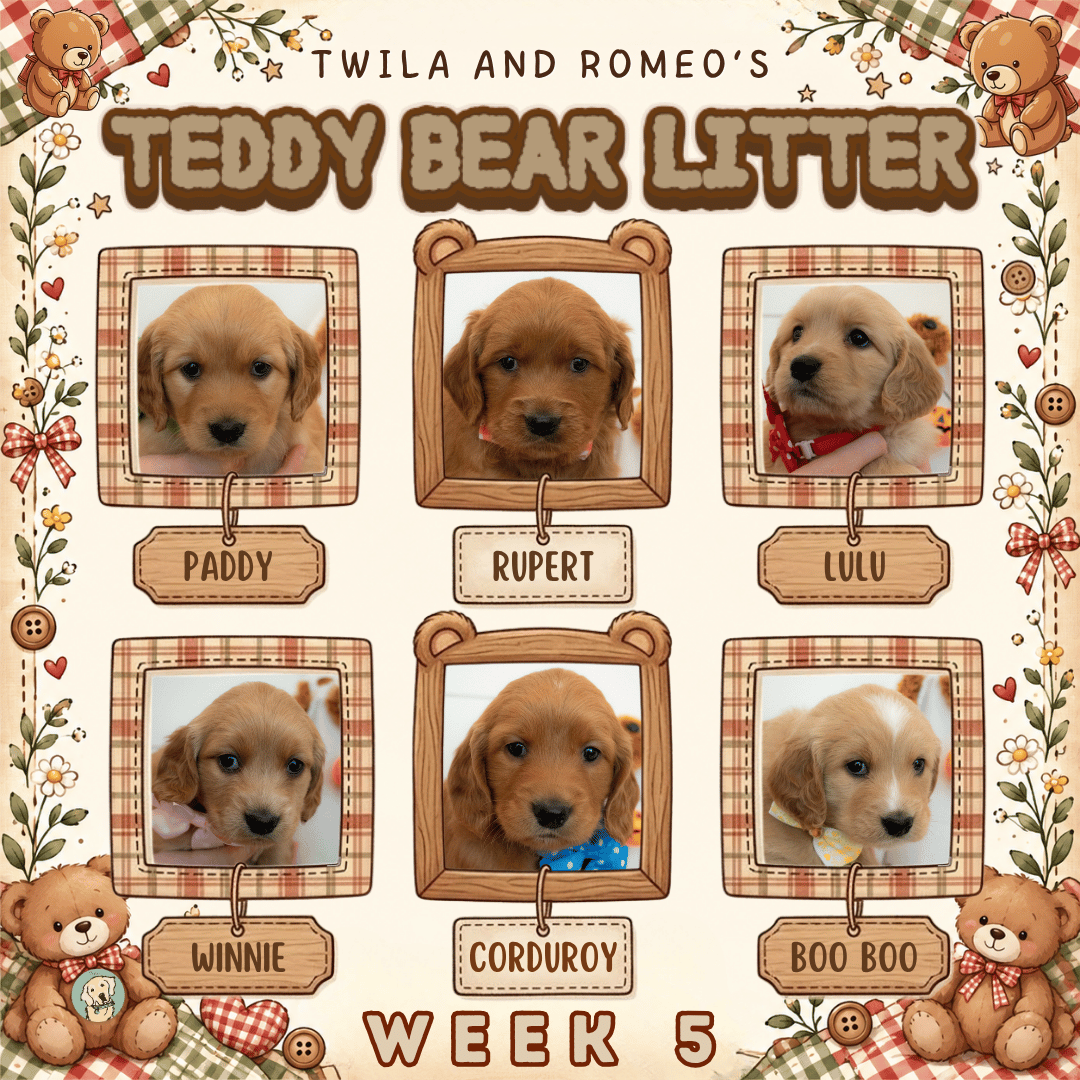 Twila and Romeo Week 5.png