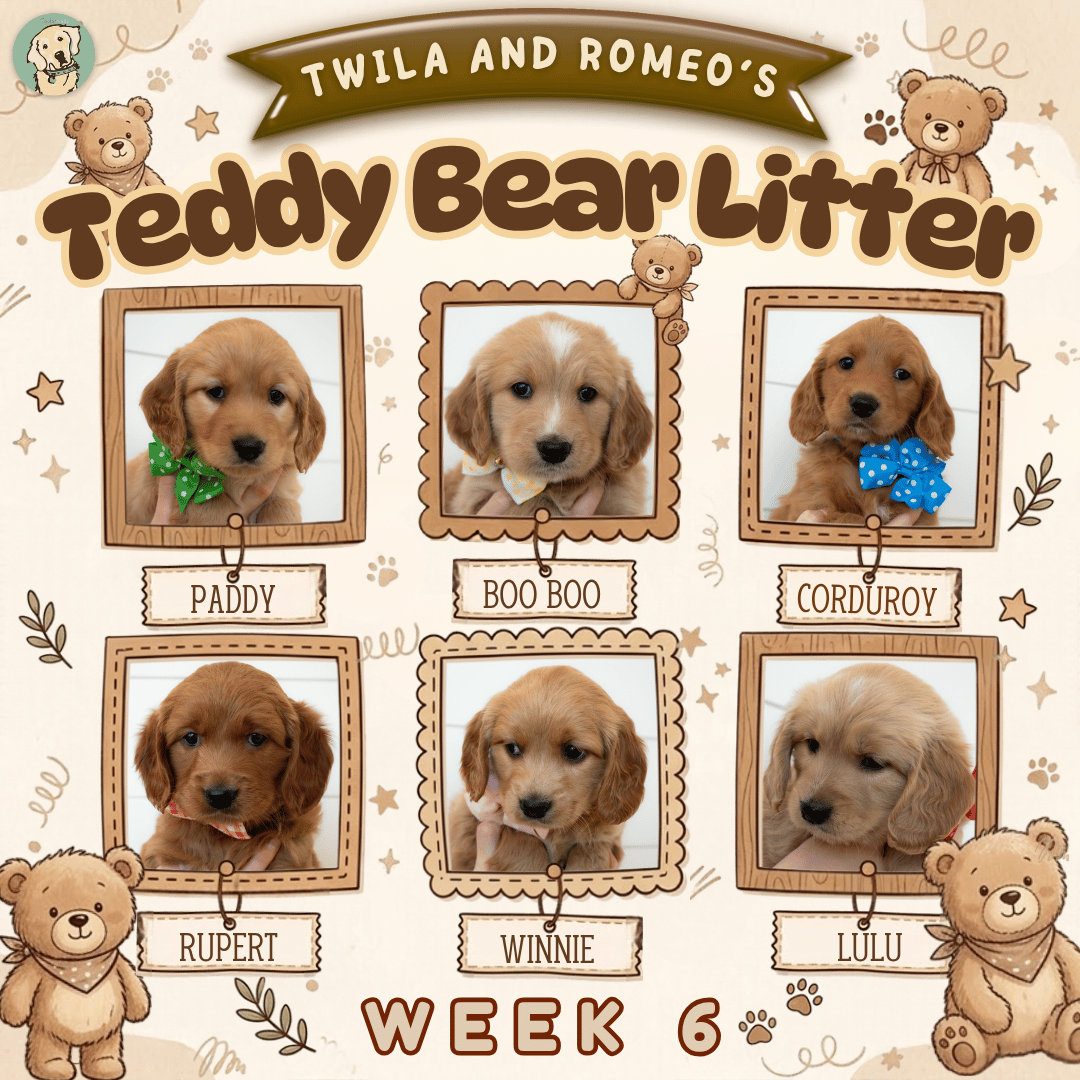 Twila and Romeo Week 6.png