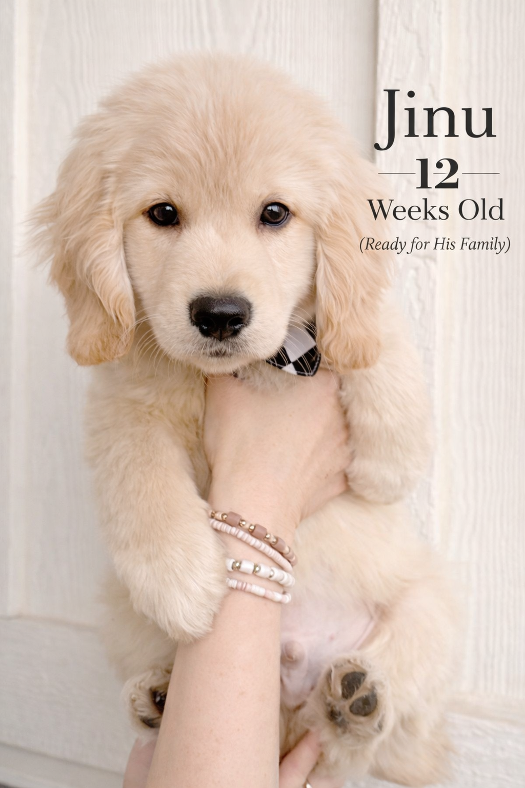 12 week old Taylormade Mini Golden available