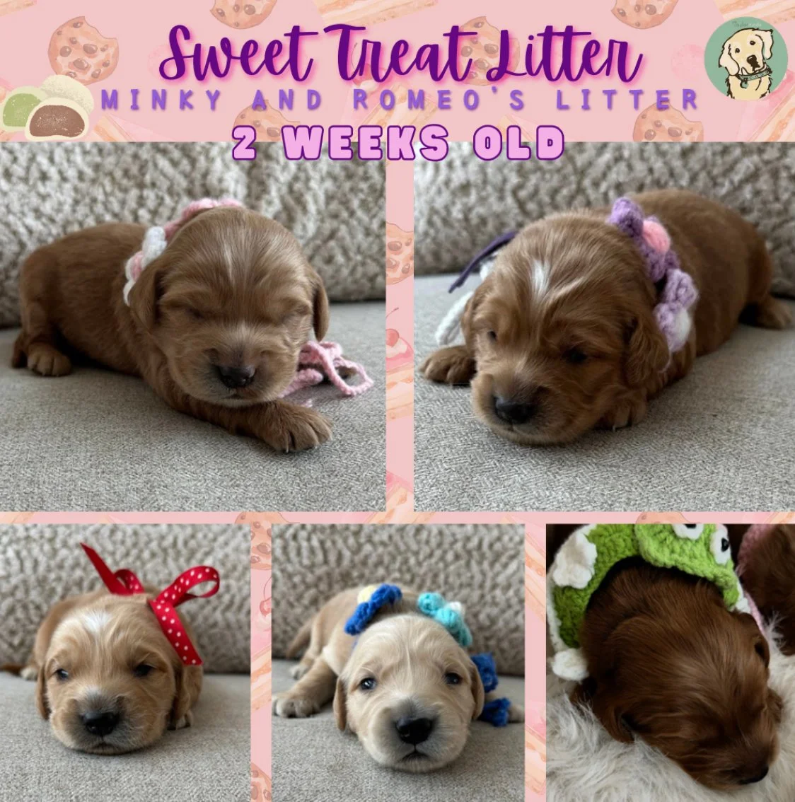 Taylormade Mini Golden litter available