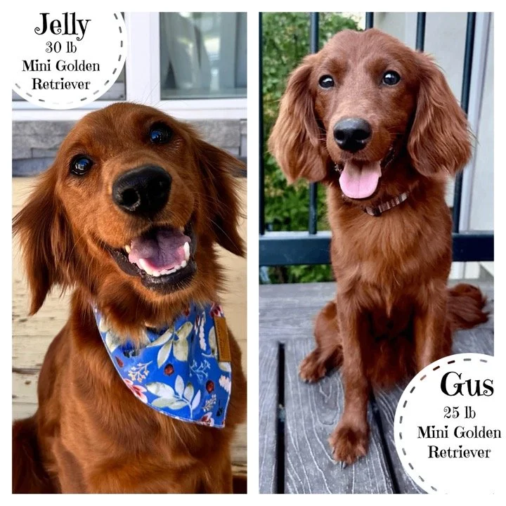 Dark Gold low shedding Mini Golden Retrievers