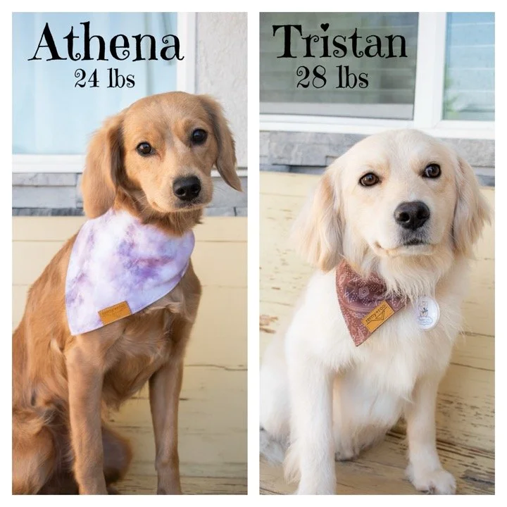 Taylormade Mini Golden Parent Dogs