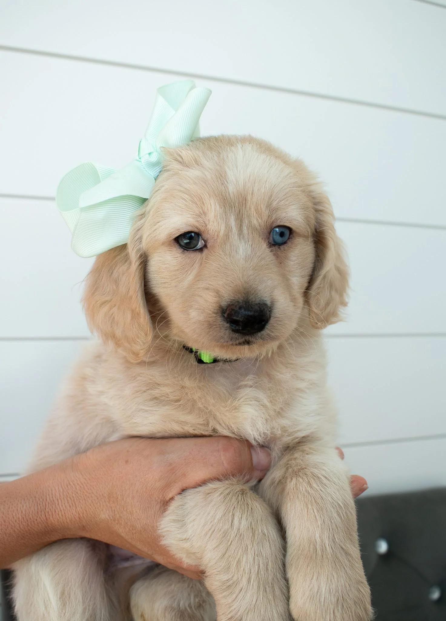 Mini Golden with blue eye