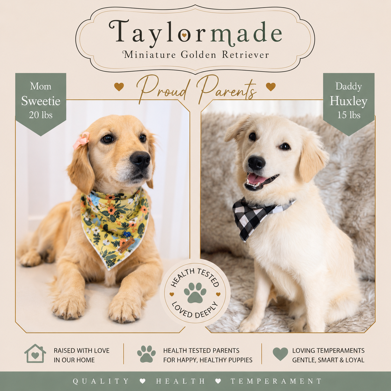 Toy size Mini Golden Retrievers