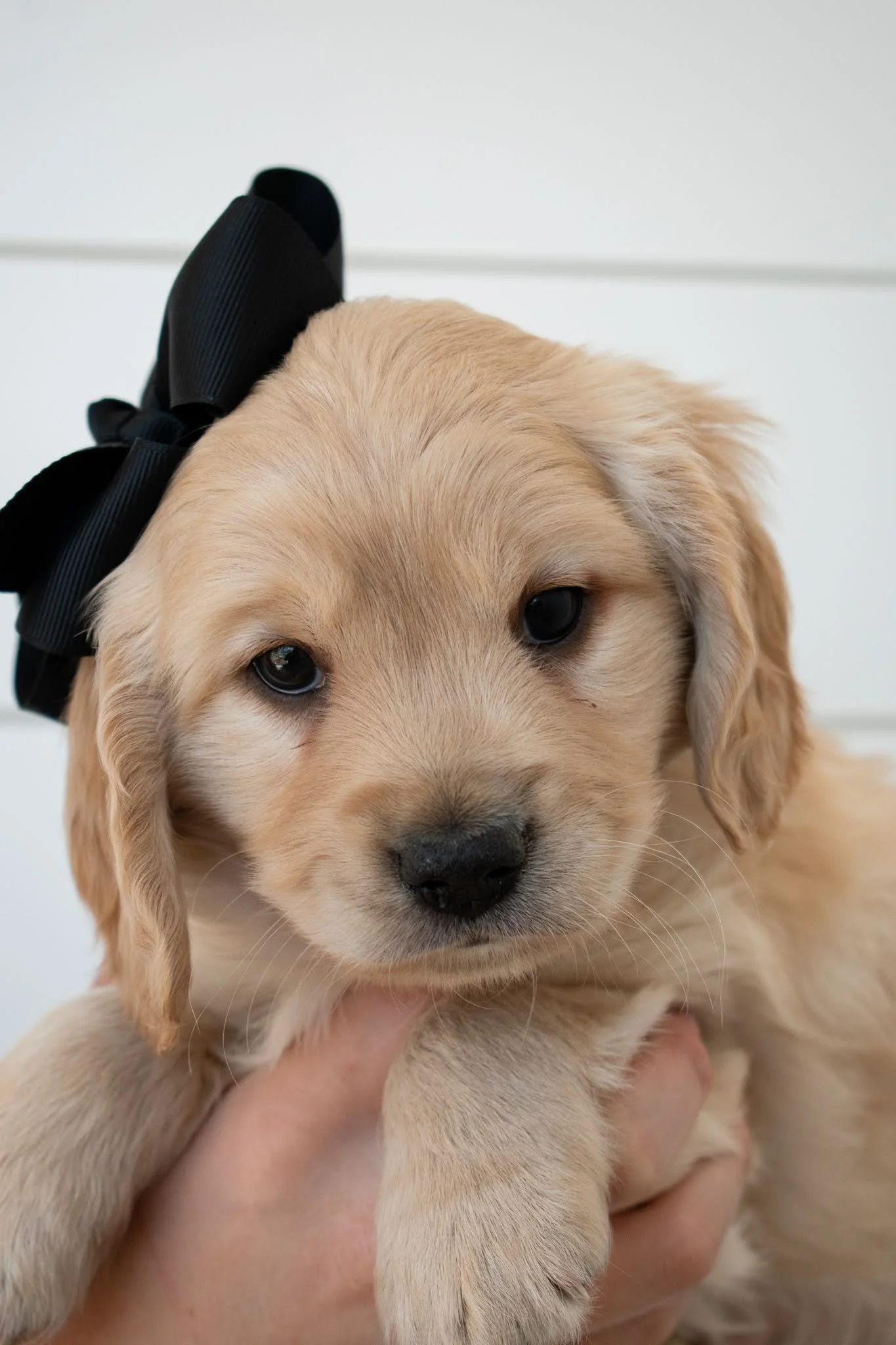 Available Taylormade Mini Golden's