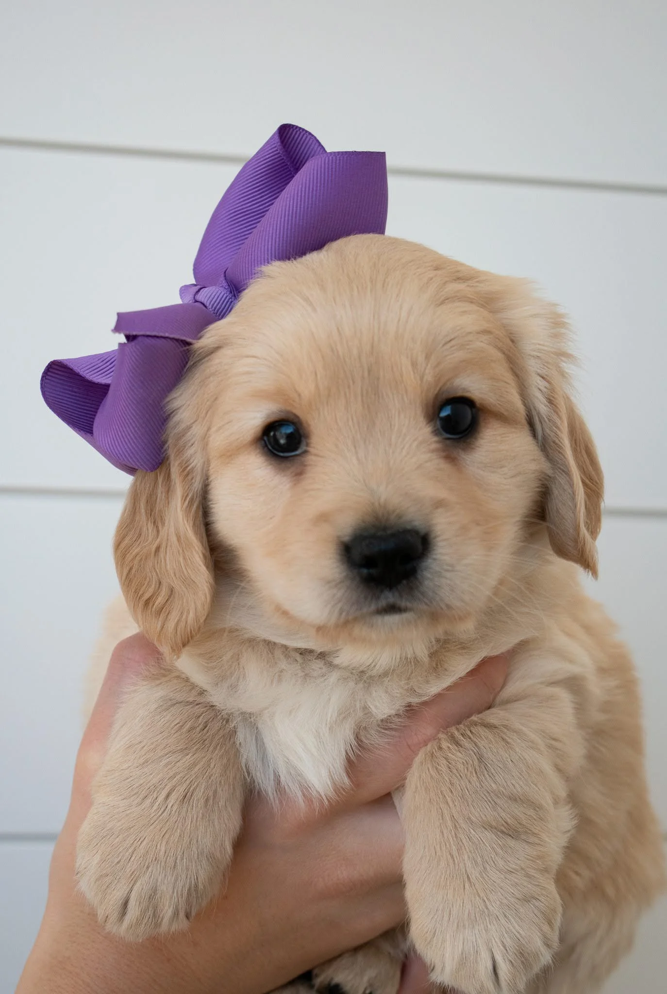 Available Miniature Golden Retriever