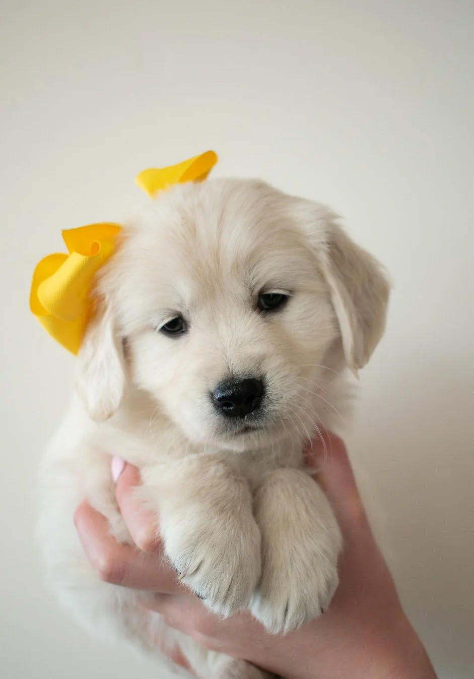 Browse our available puppies