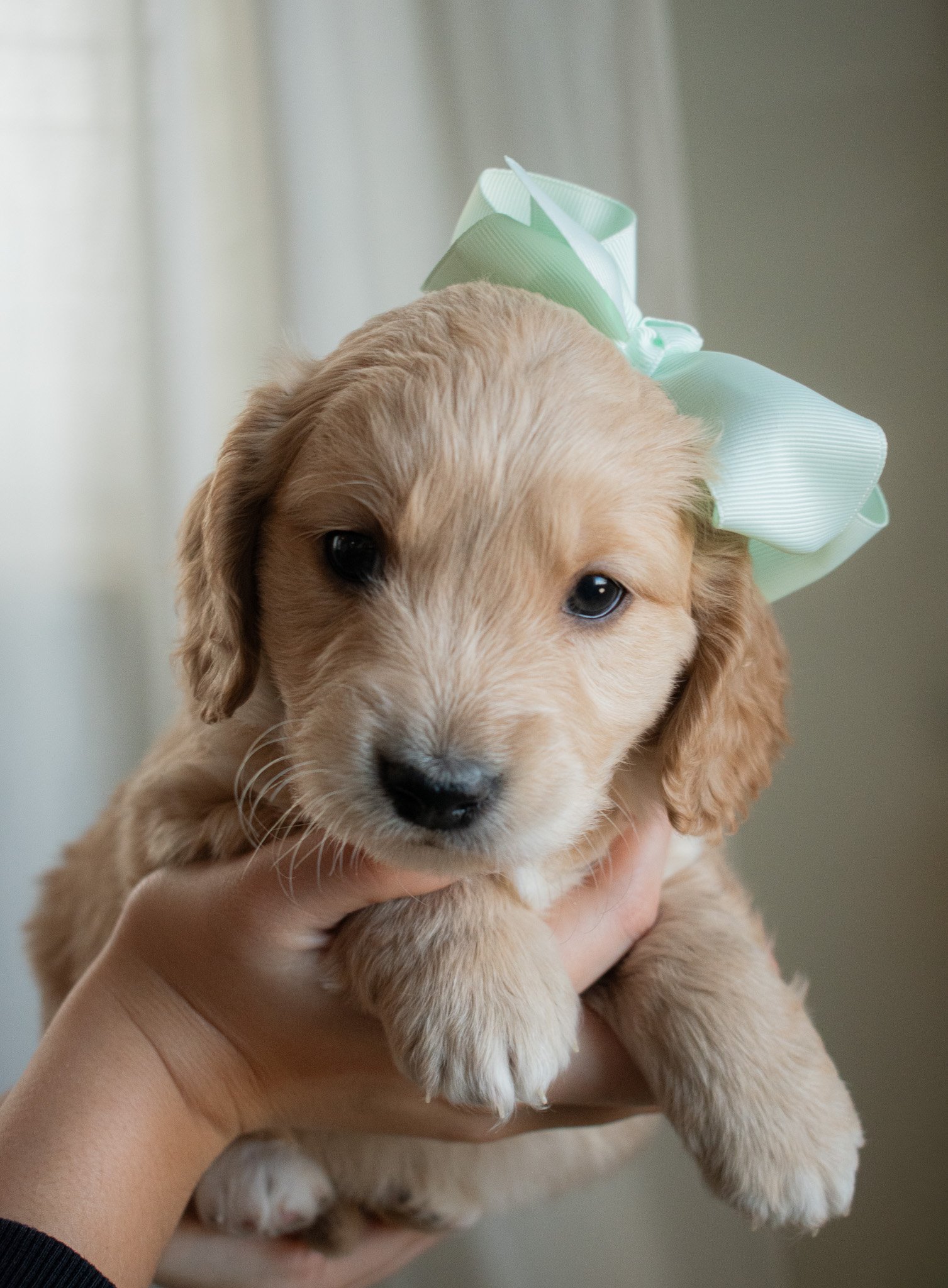 miniature Golden Retriever for sale