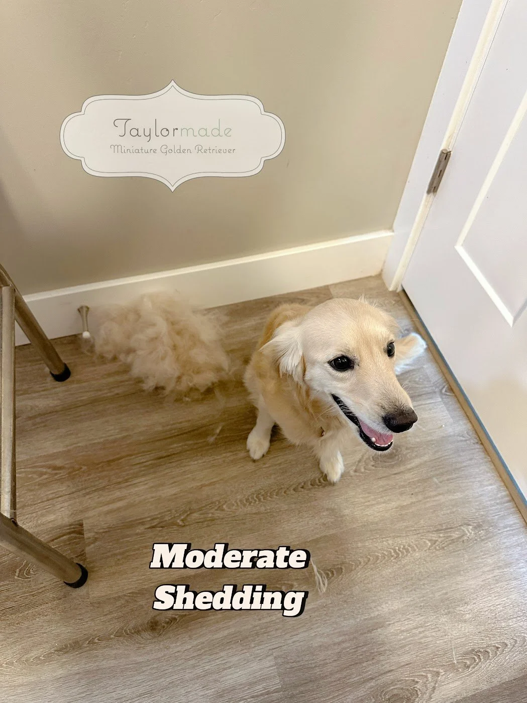 Moderate Shedding Mini Golden Retriever