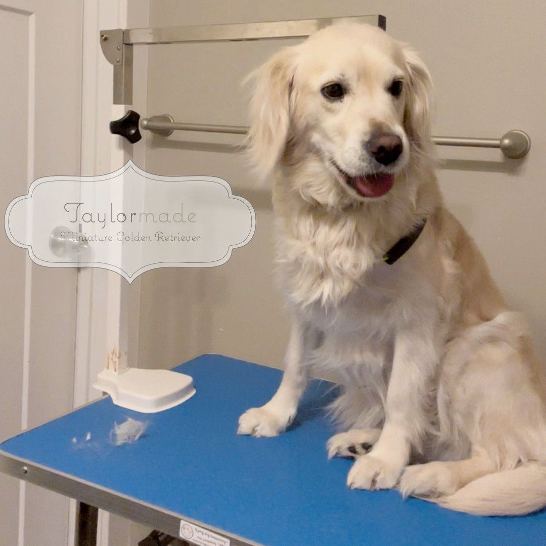 English Cream Mini Golden being groomed
