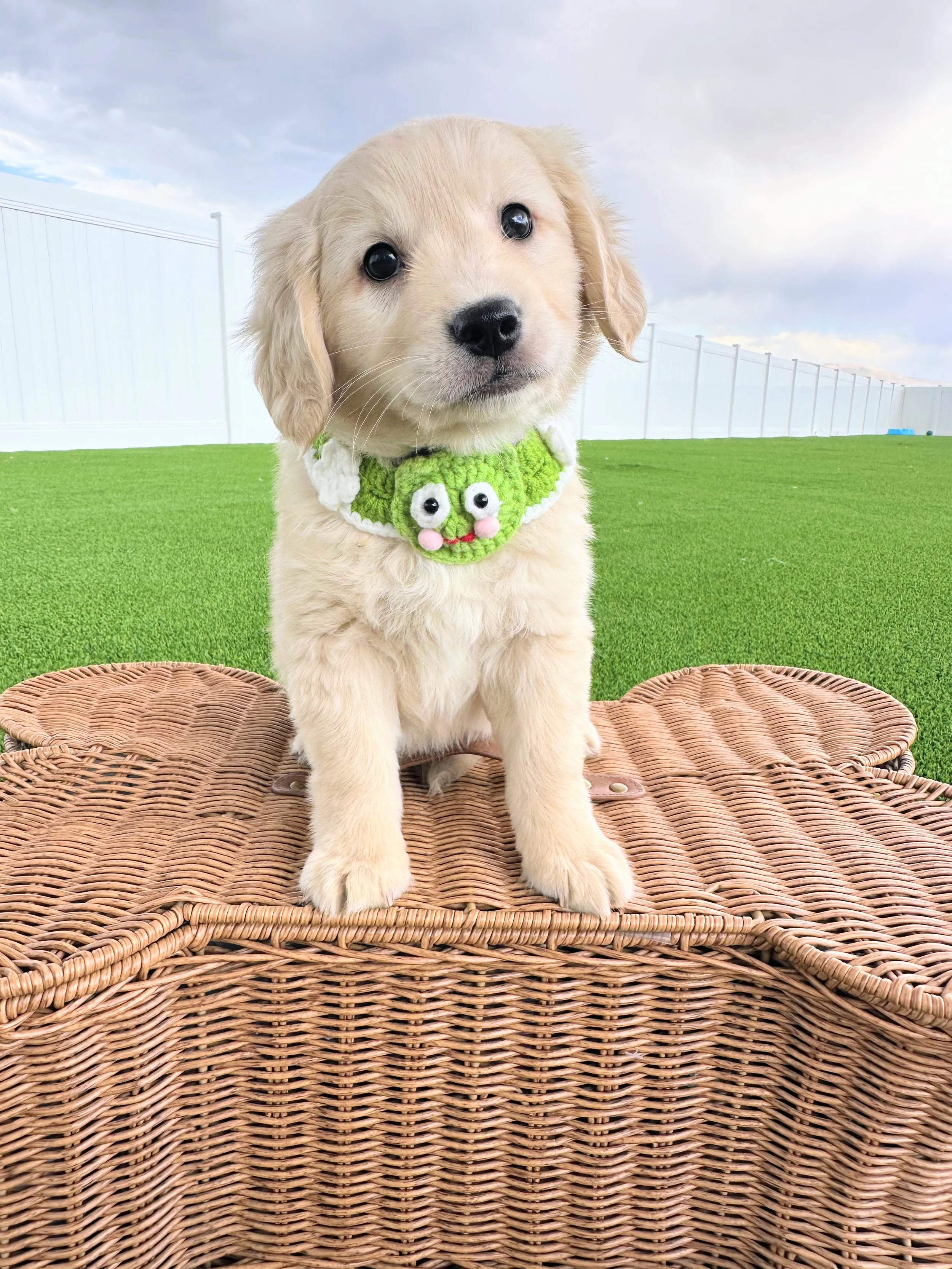 Darling Male mini golden retriever