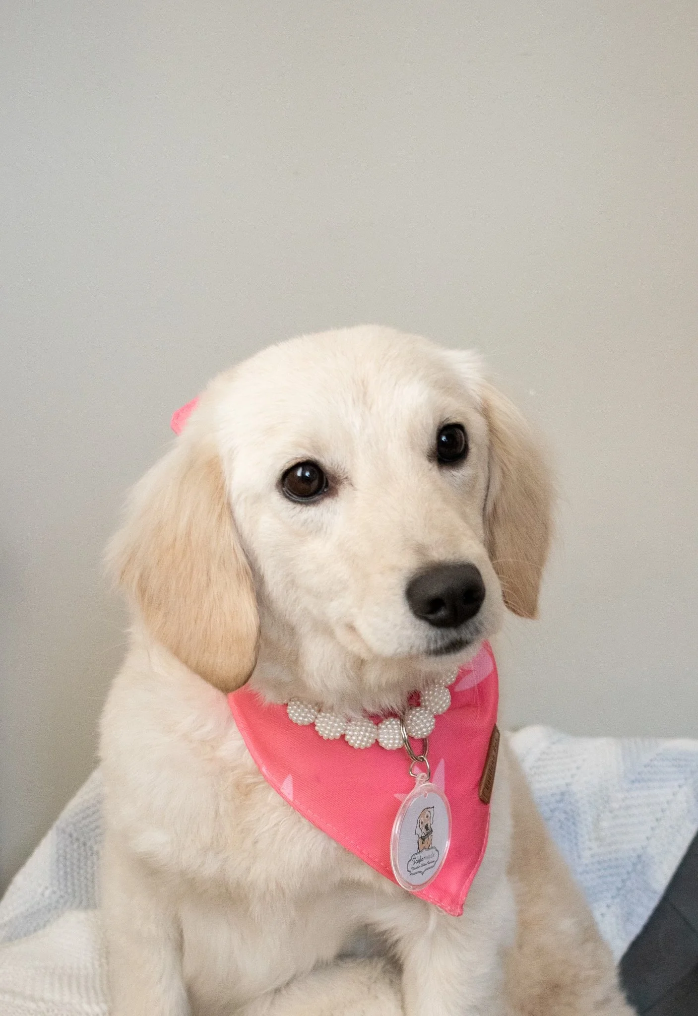 Toy Sized Miniature Golden Retriever