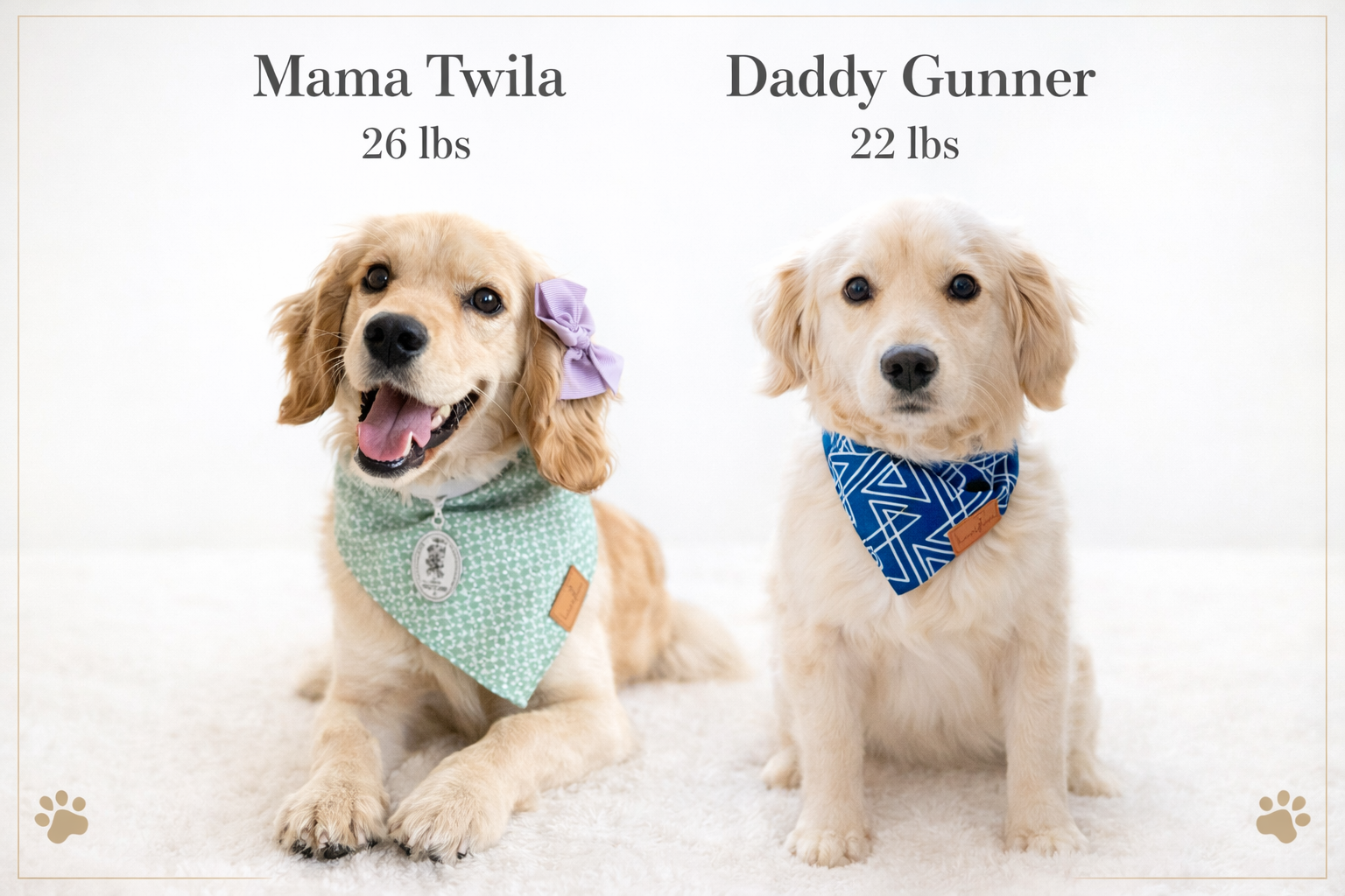 Mini Golden Retriever breeding pair Twila and Gunner small golden retriever parents 22–26 lbs