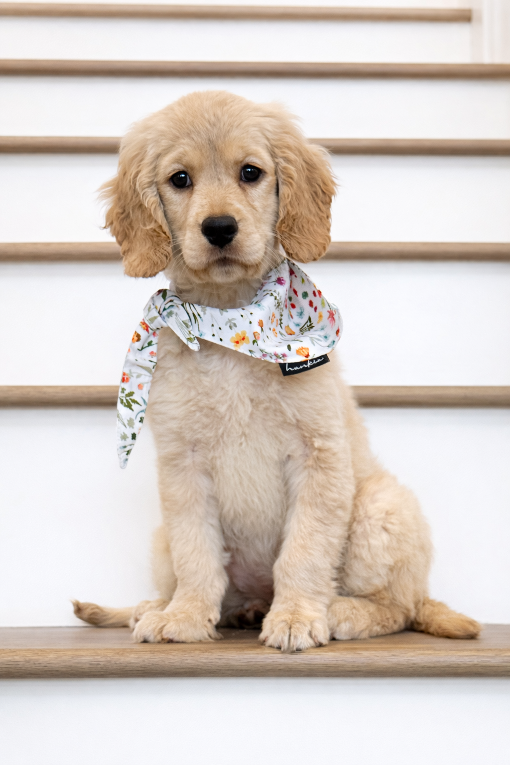 Available low shedding mini golden