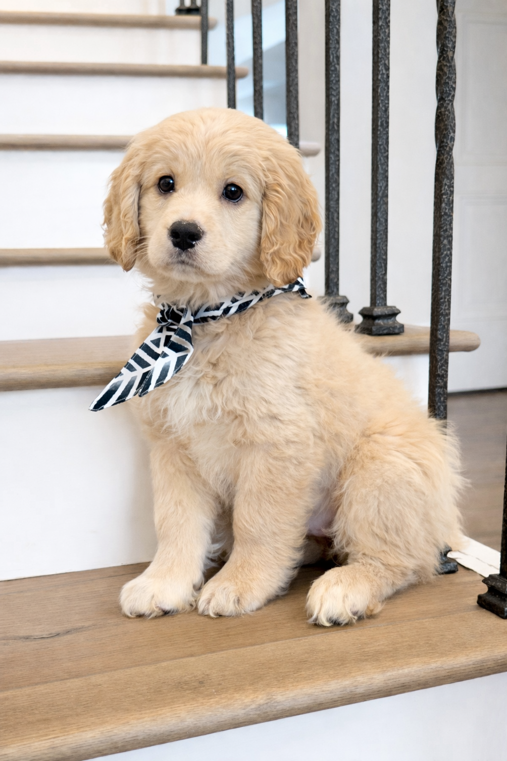 Available miniature golden retriever