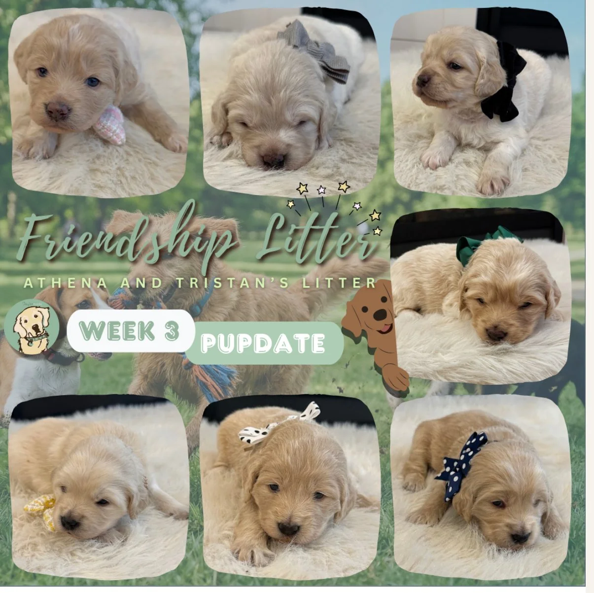 Taylormade mini Golden's 3 weeks old