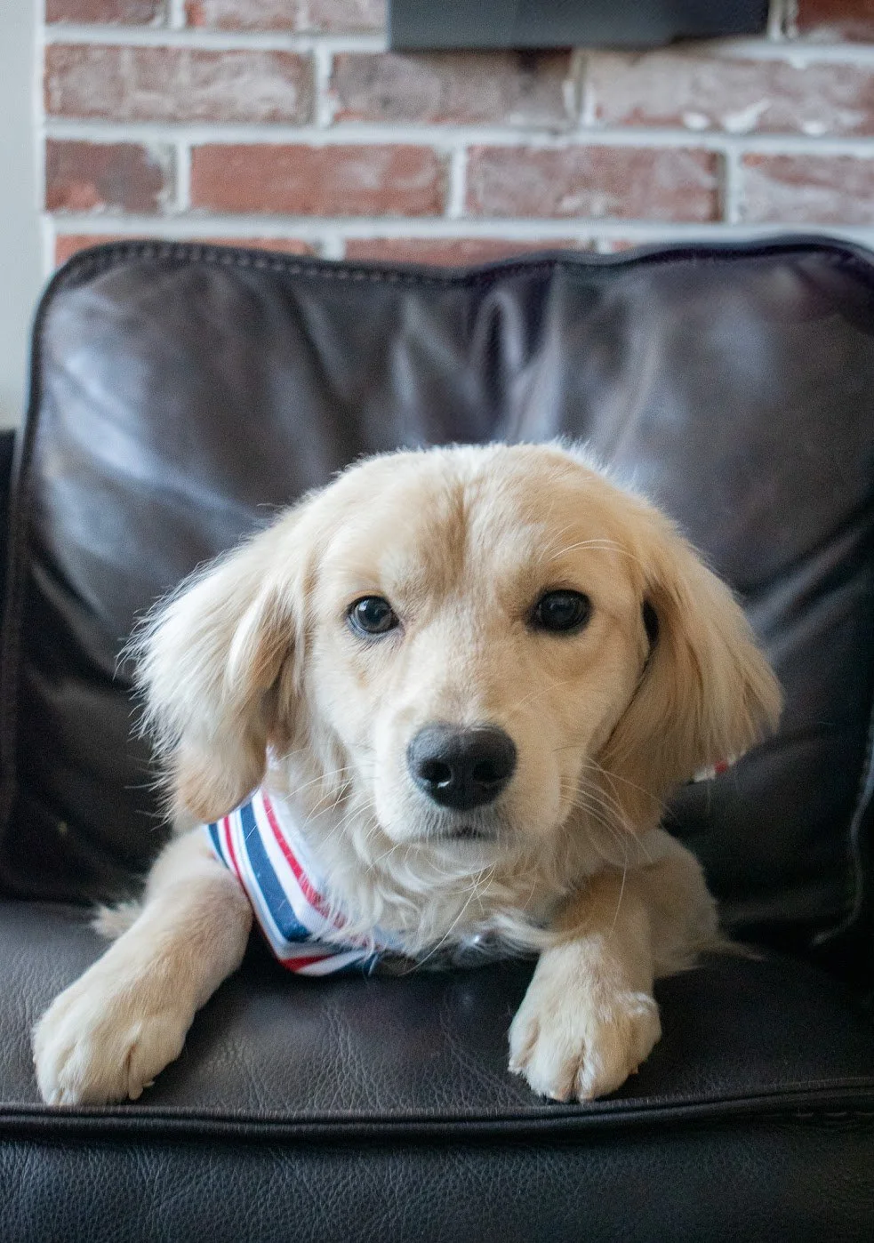 22 pound Miniature Golden Retriever Daddy on a chair