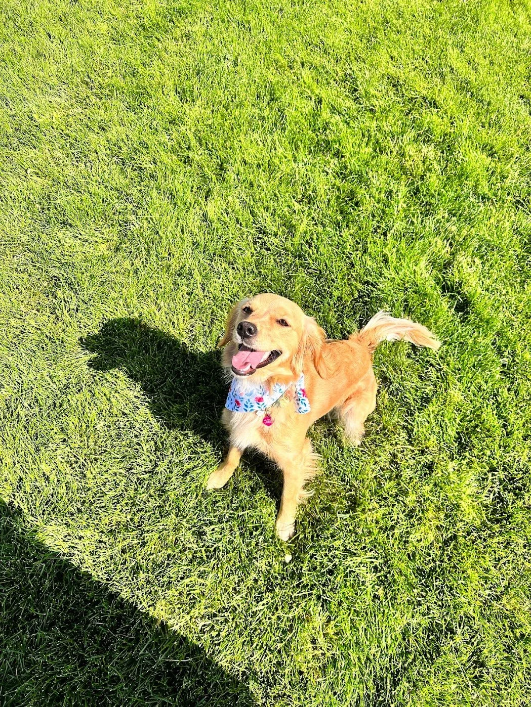 About our low Shedding Mini Golden Willow