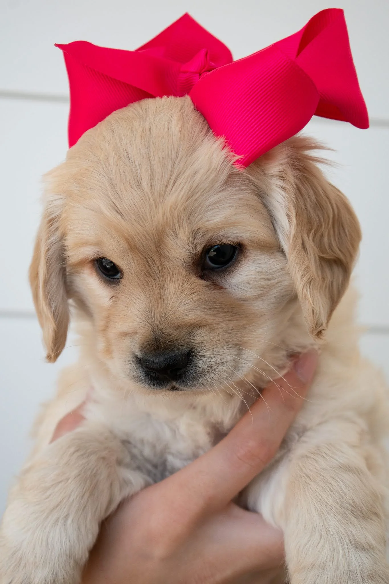 Available Taylormade Mini Golden