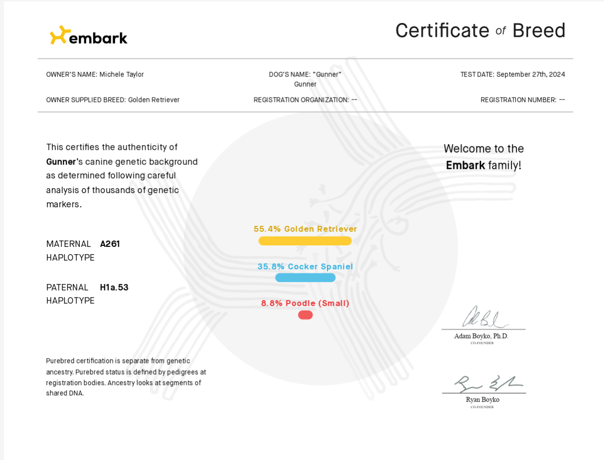 Mini Golden Retriever Breed makeup