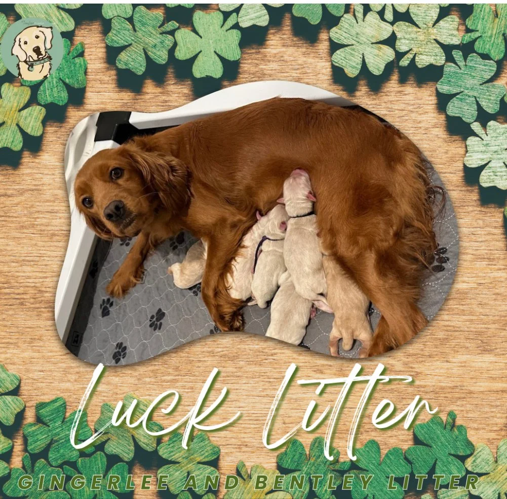 Proud mama, mini golden retriever with her brand new puppies