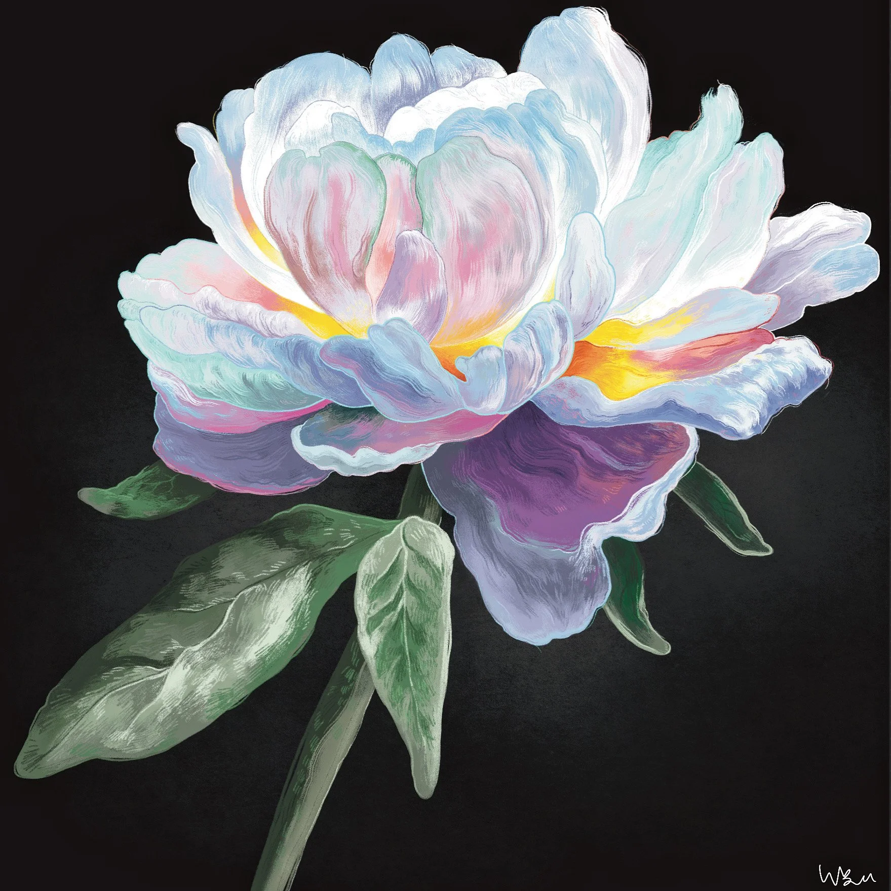 White Peony 2022