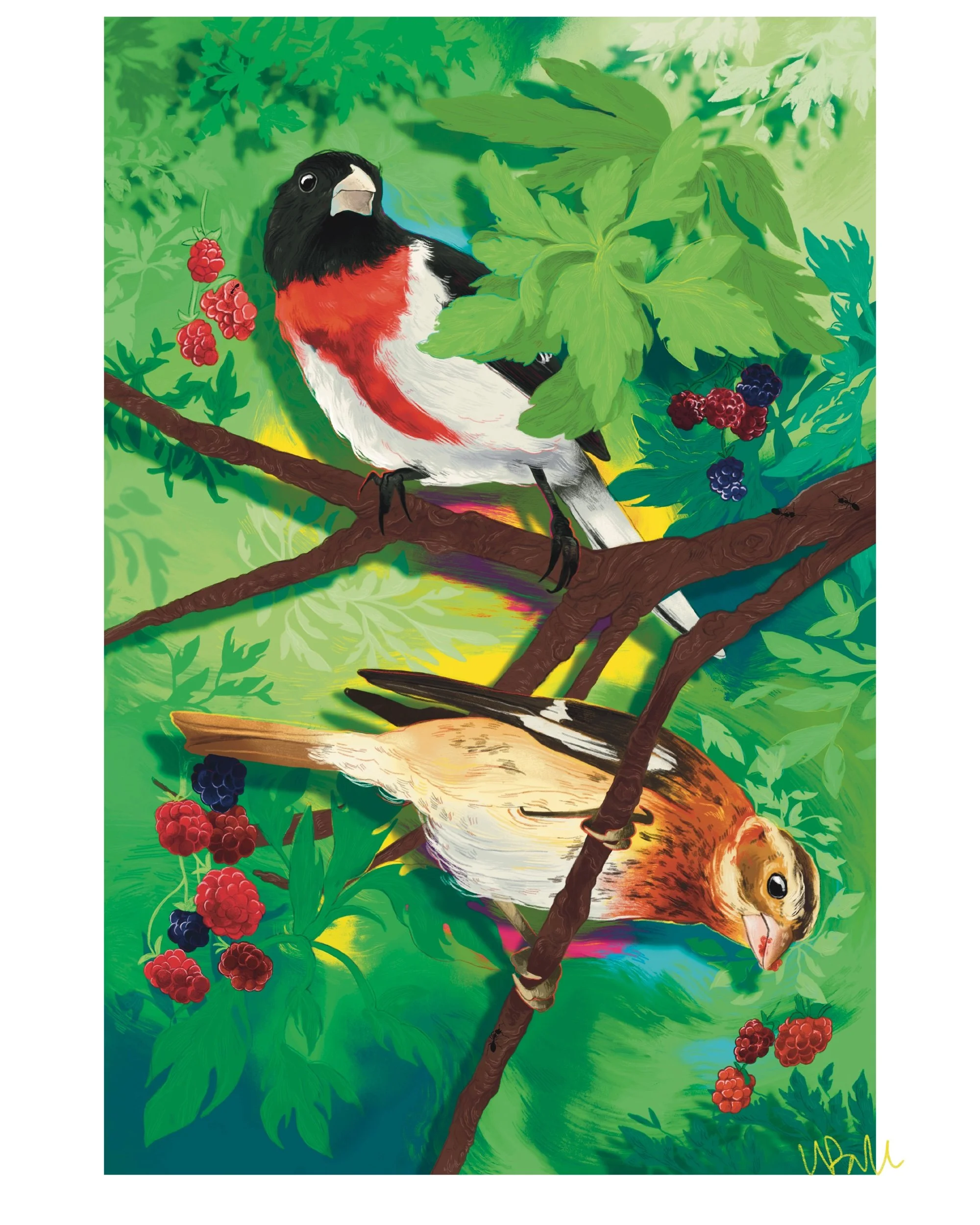 "A pair of Grosbeaks" 2022