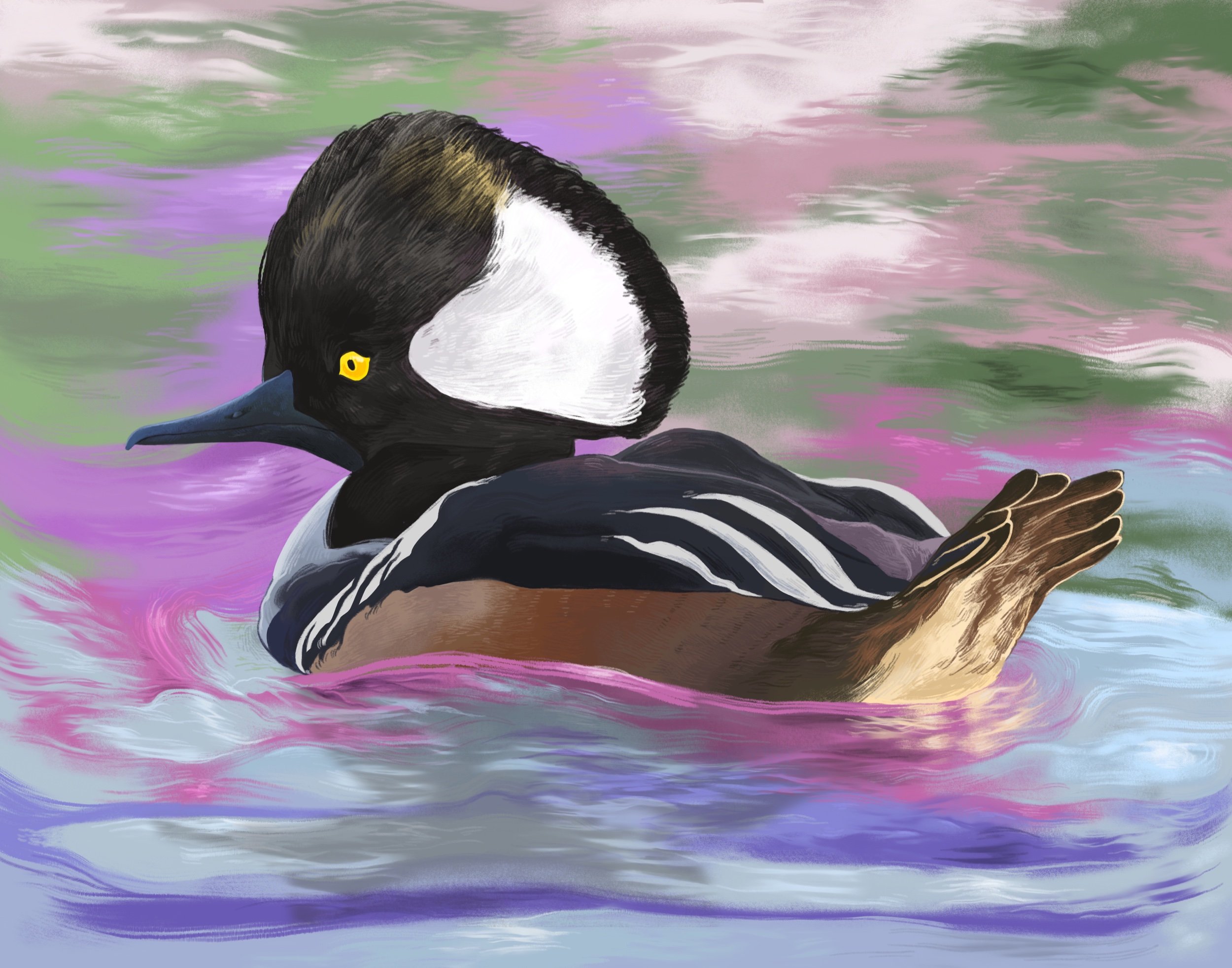 Hooded Merganser 2021