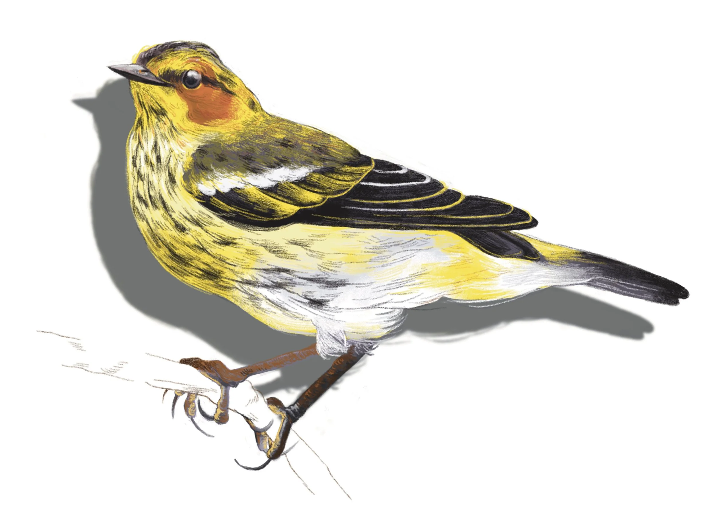 Cape May Warbler 2023