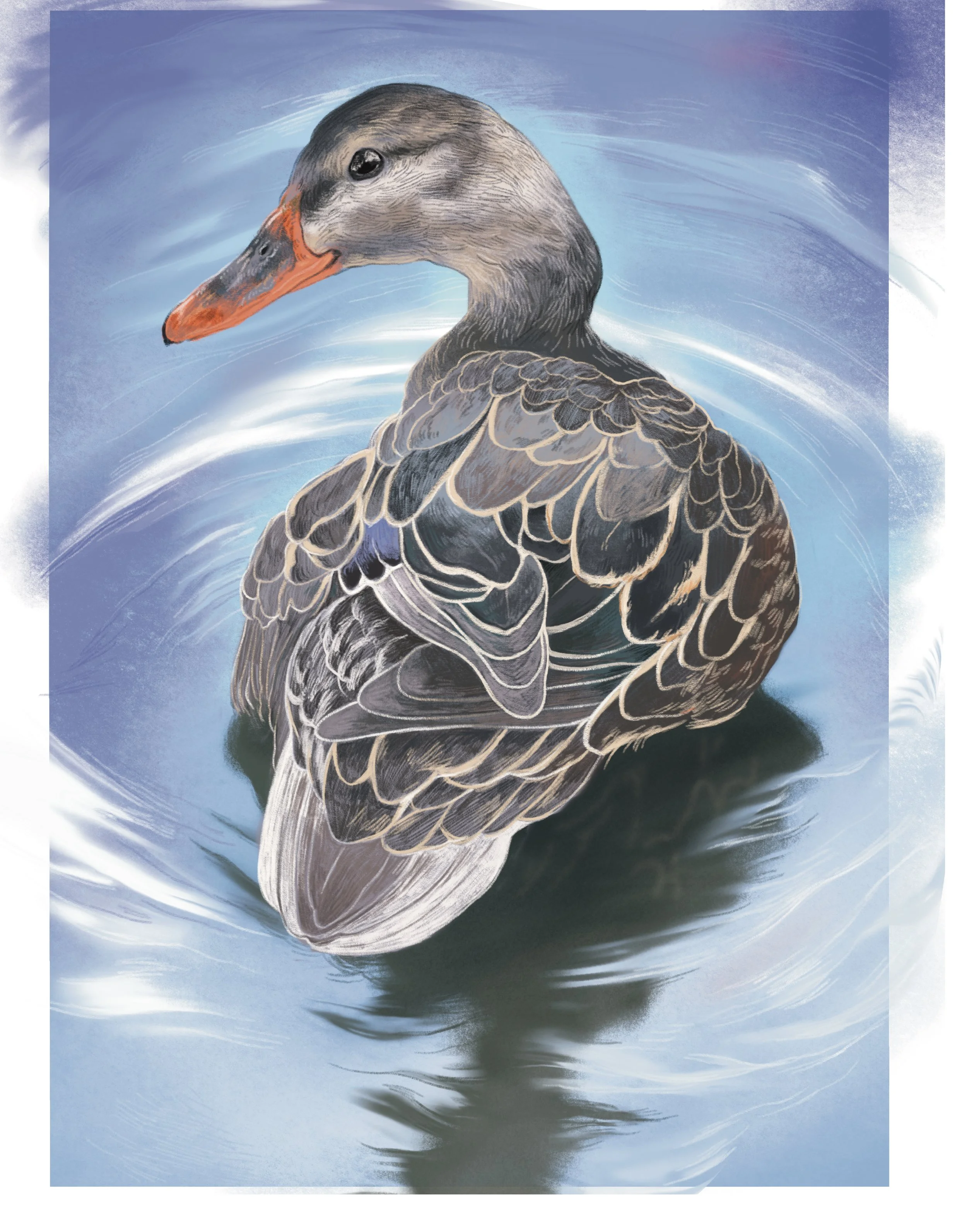 Female Mallard Duck 2023