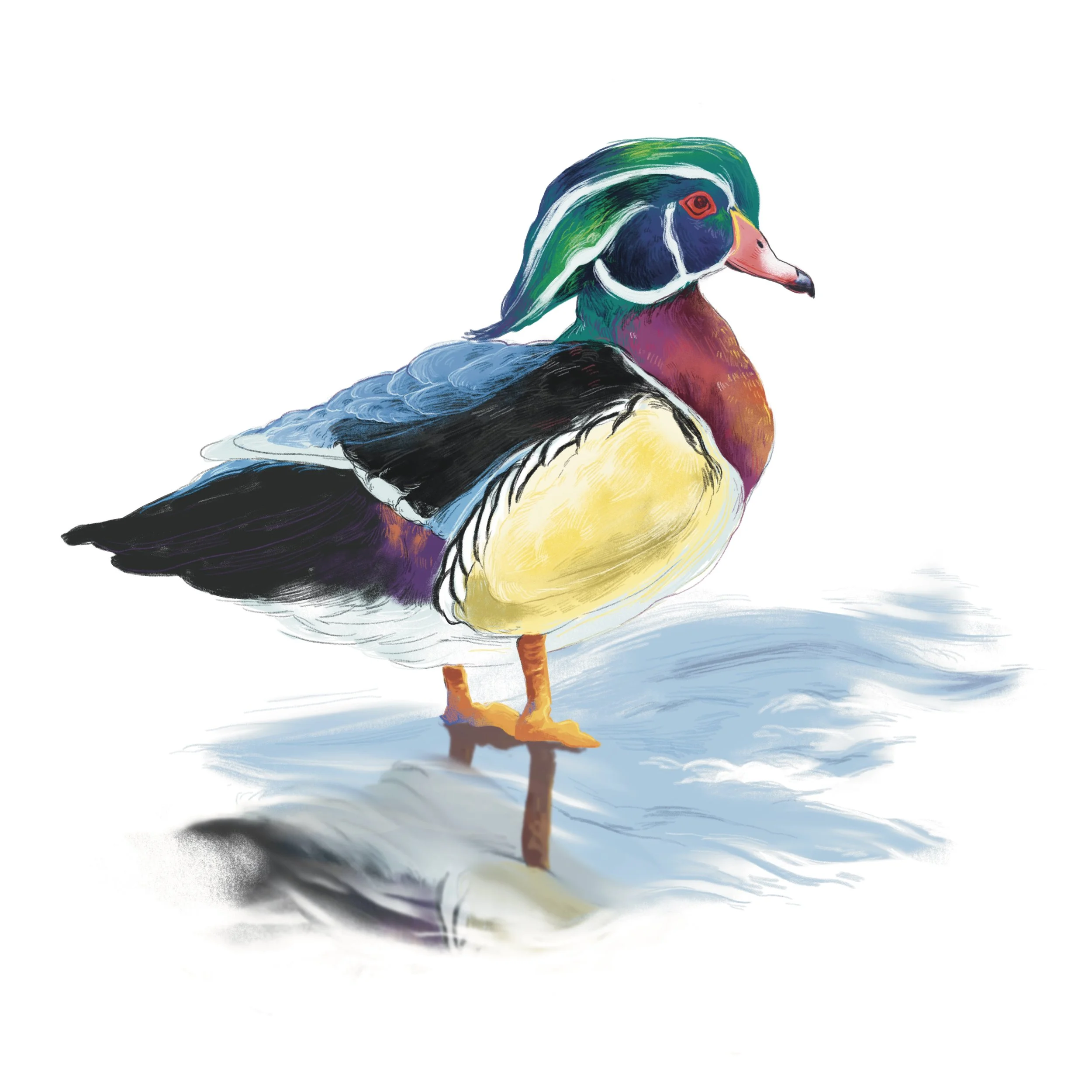 Wood Duck 2023