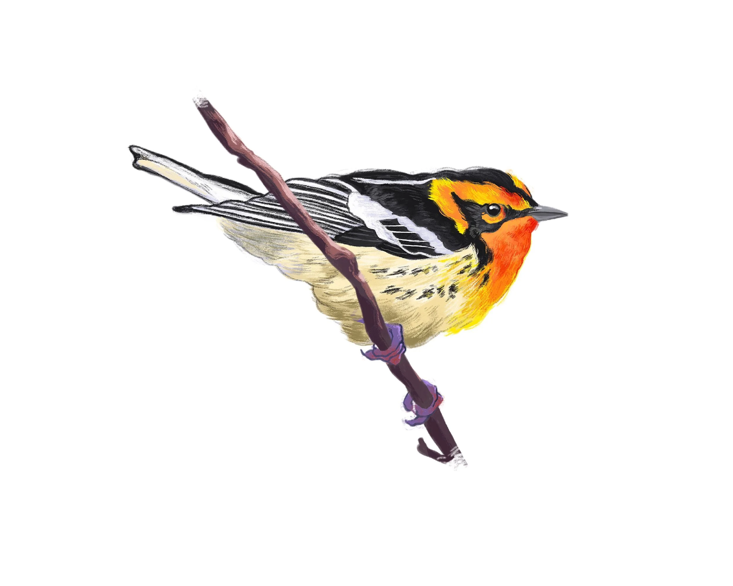 Blackburnian Warbler 2021