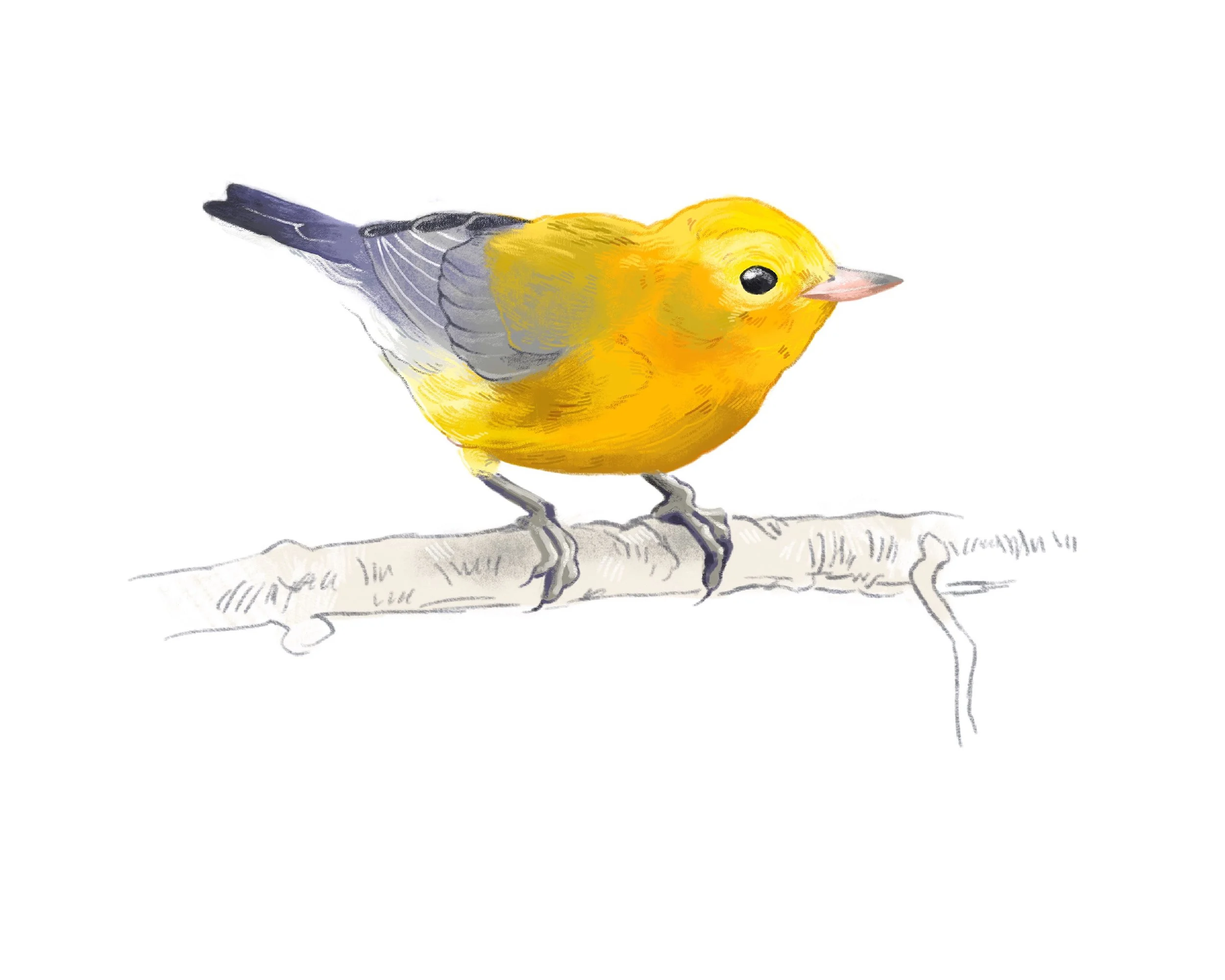 Prothonotary Warbler 2021