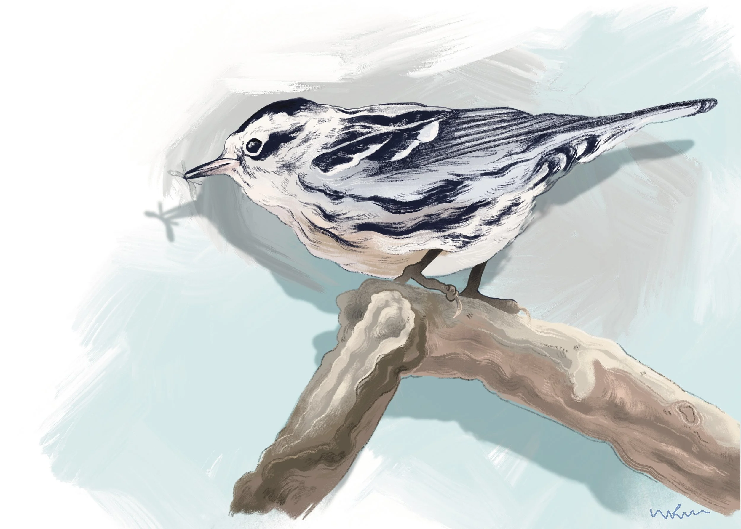 Black and White Warbler 2022