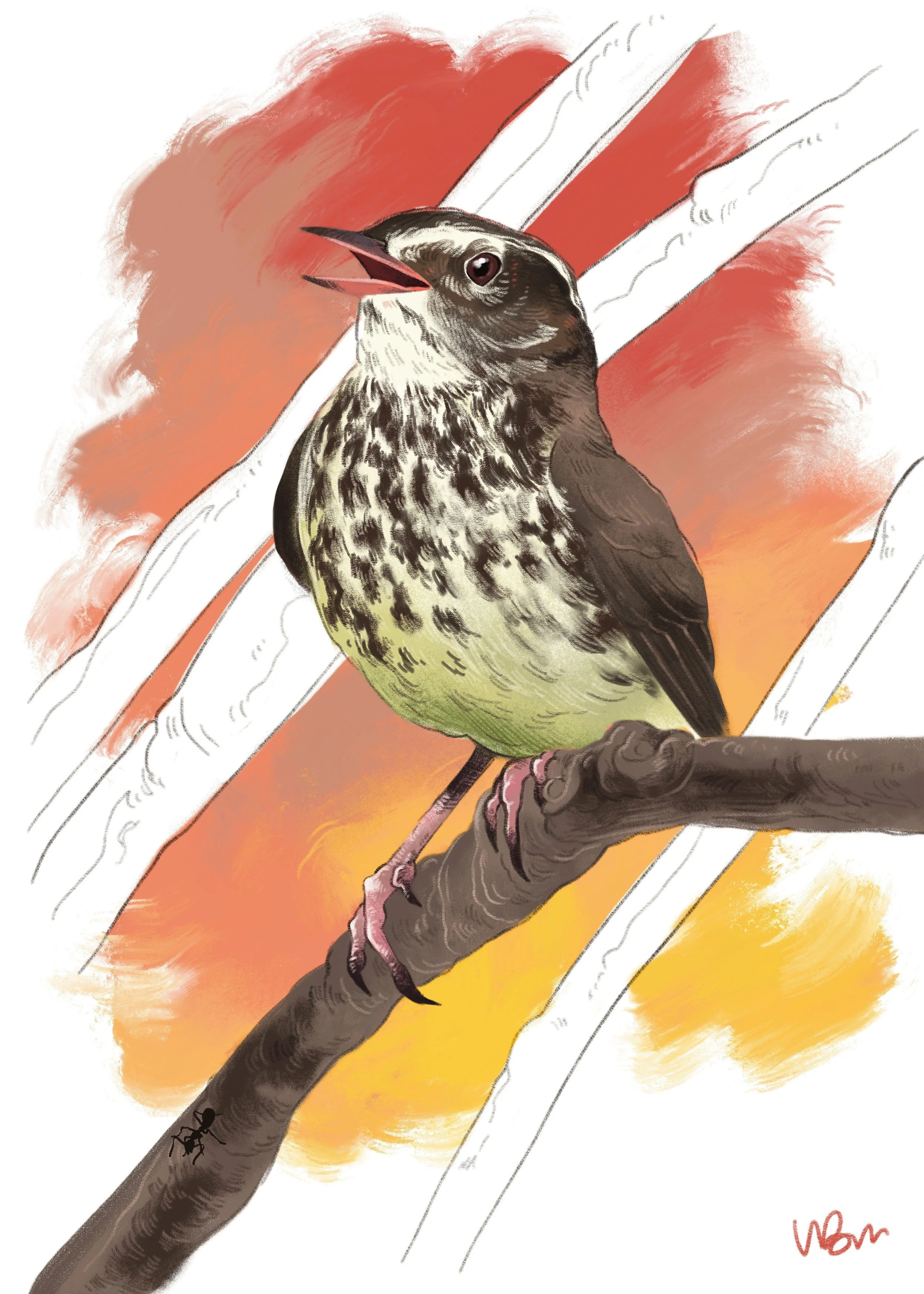 Water thrush 2022