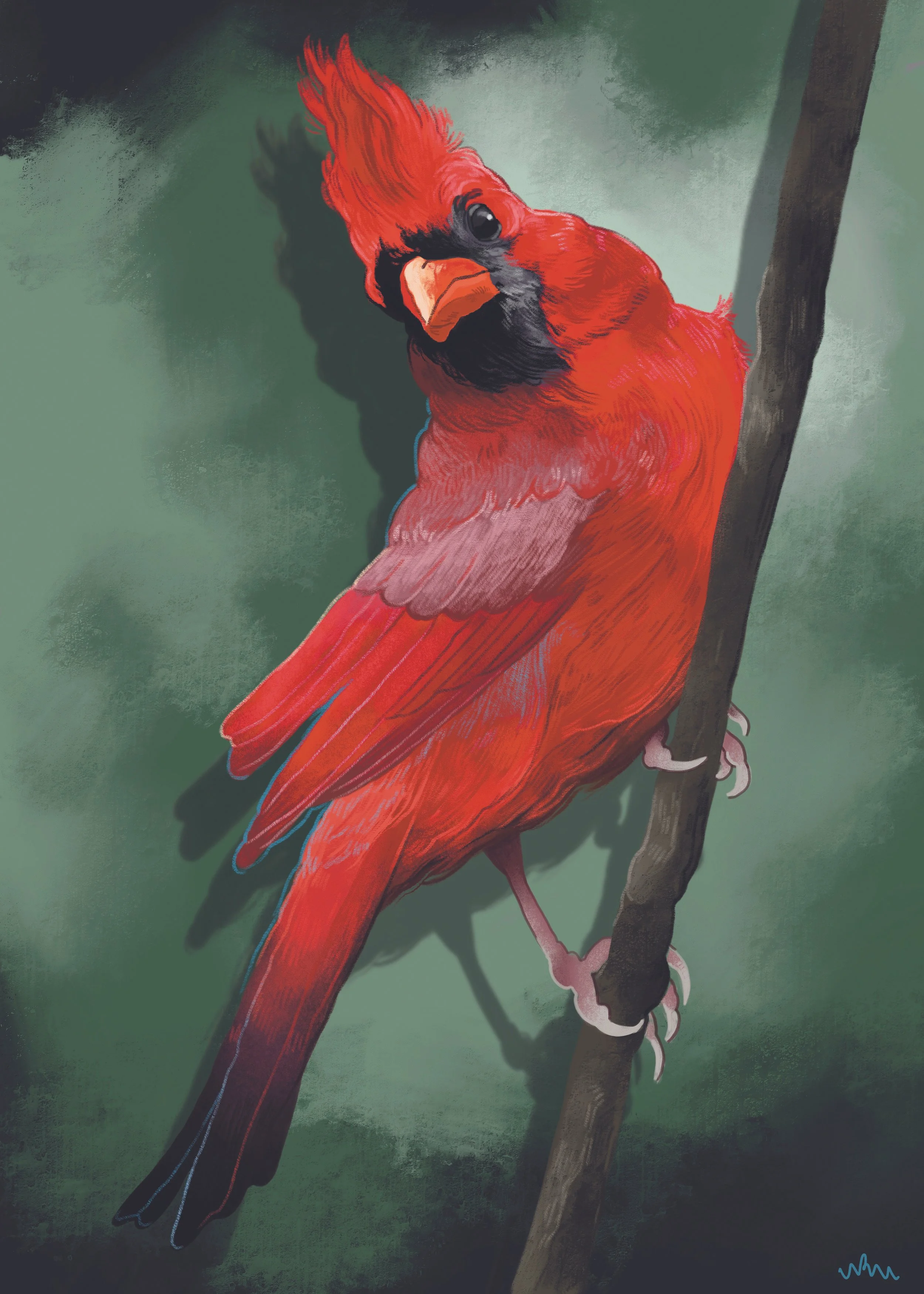 Northern Cardinal 2021