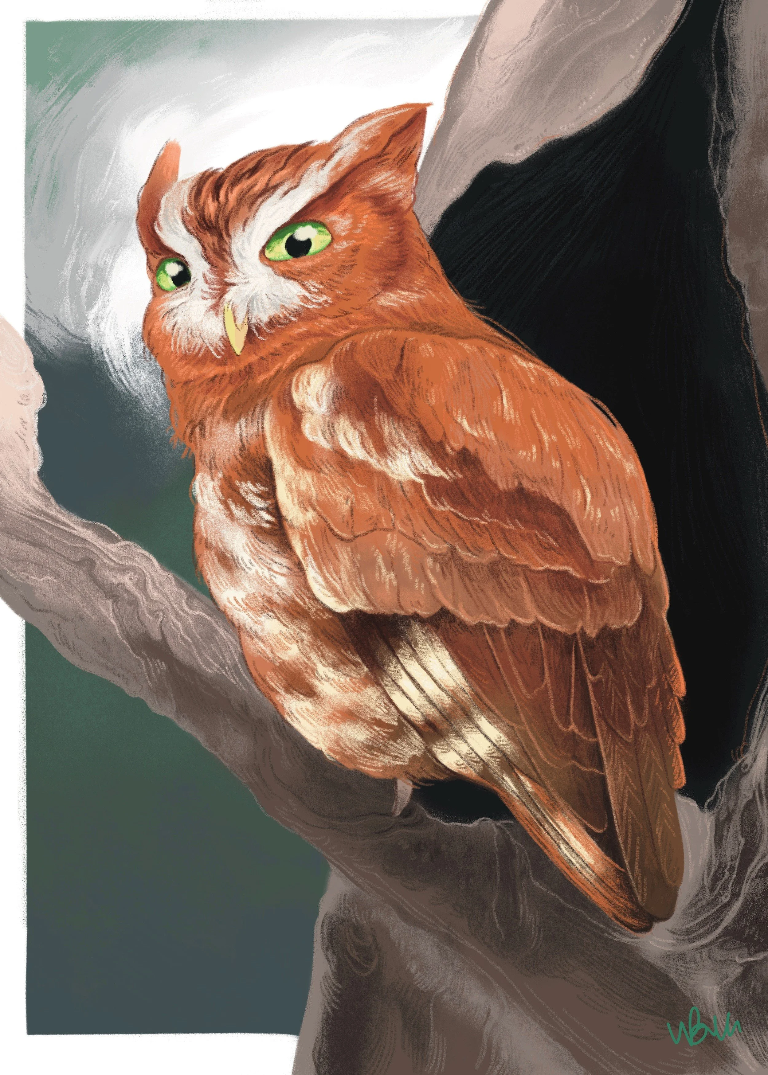 Eastern Screech Owl 2022