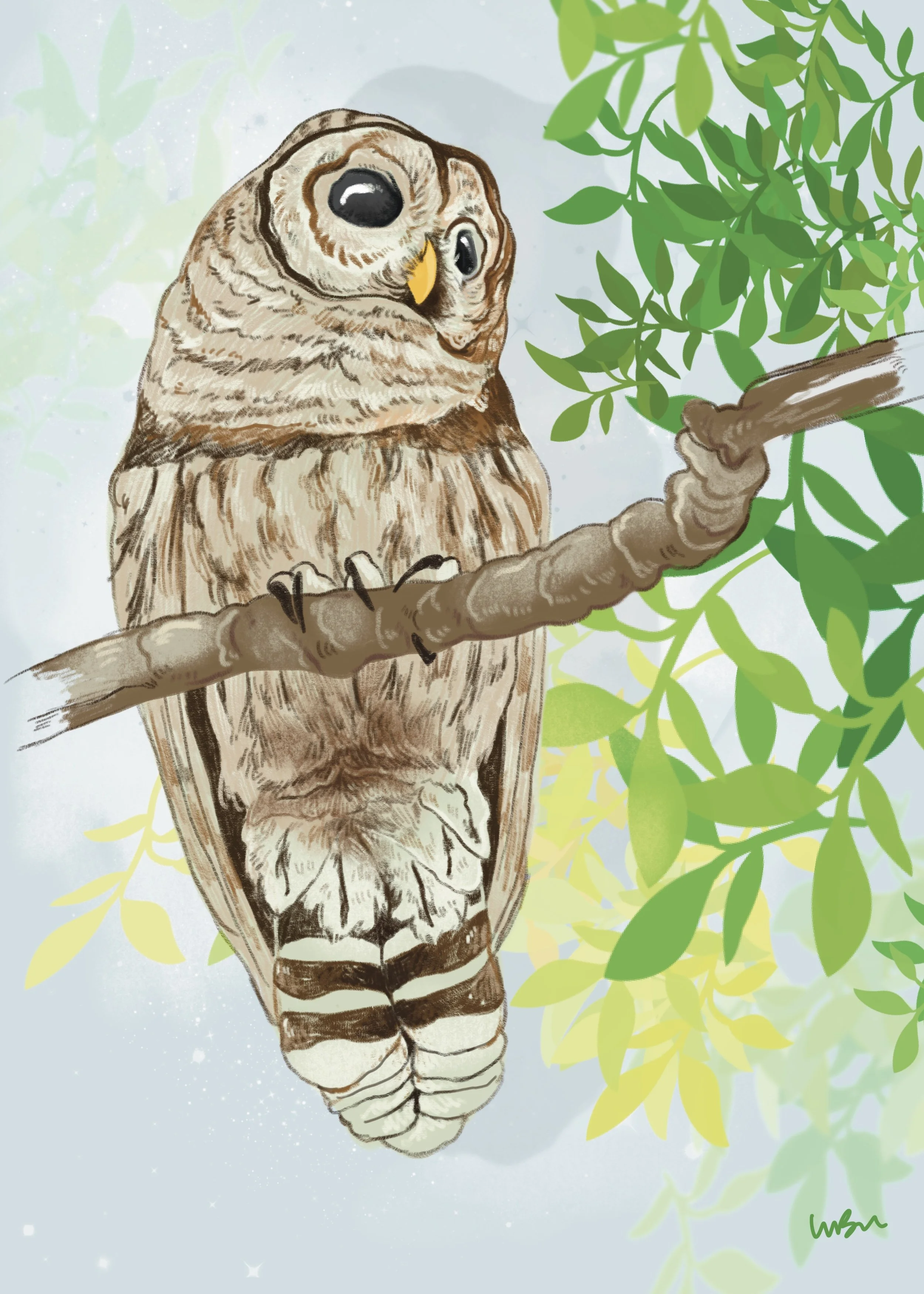 Barred Owl 2022
