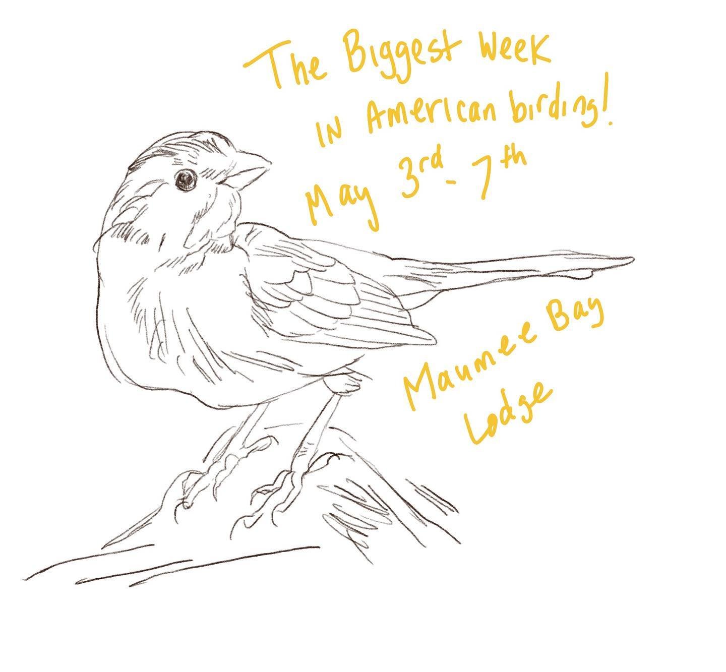 Friday May 3rd kicks off the biggest week in american birding. If you are attending, be sure to top by between friday may 3rd to tuesday may 7th and say hello! I will have a vendor spot (near the lounge) with paintings and prints. My studio is a comp