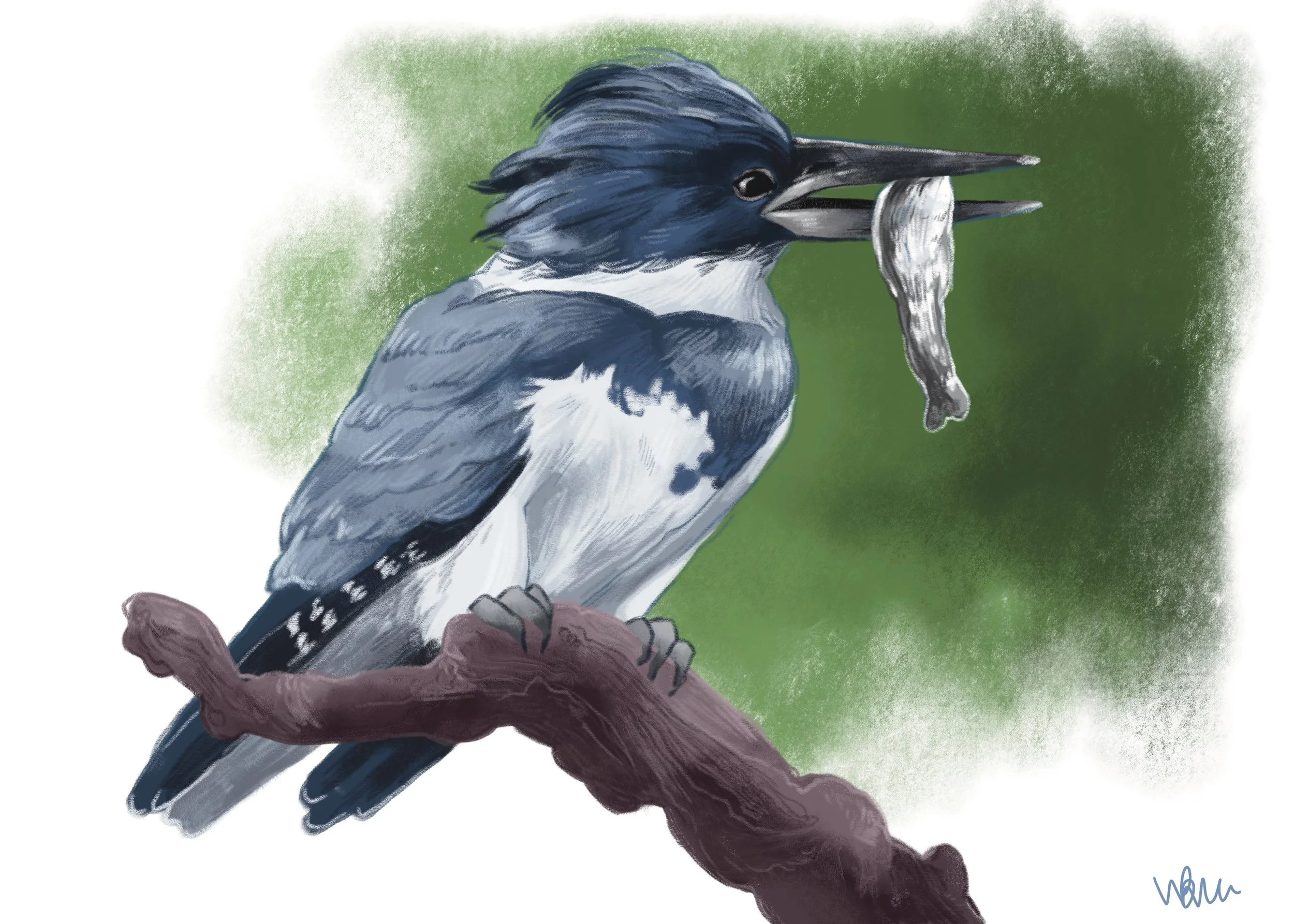 Belted Kingfisher