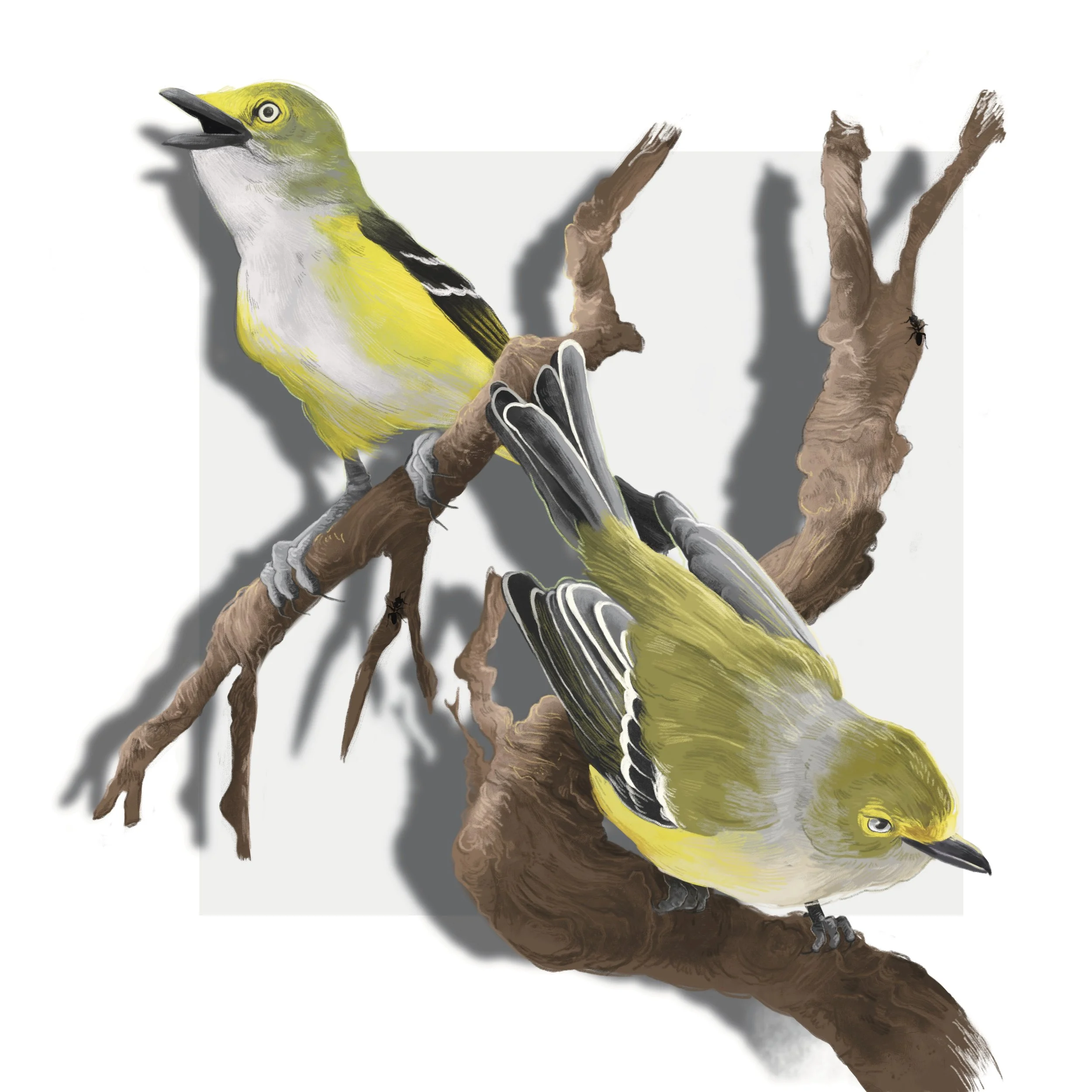 White Eyed Vireo Couple 2024