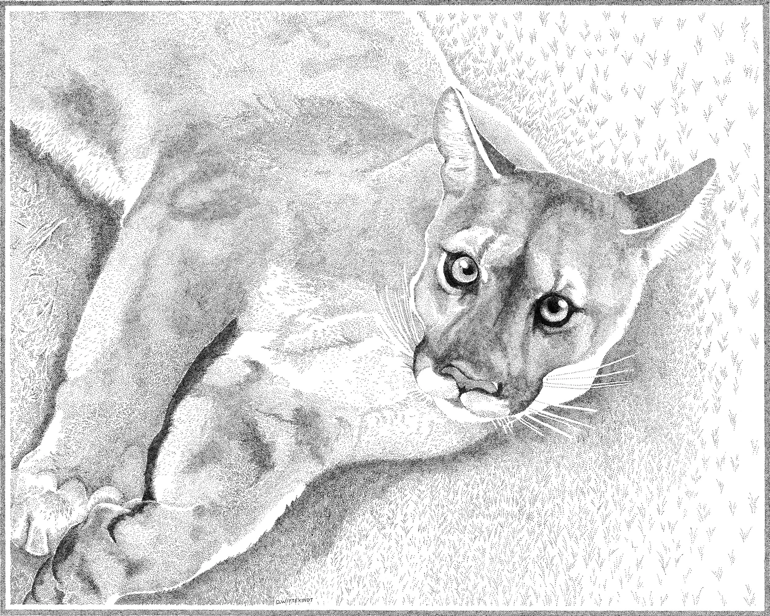 Harper the cougar