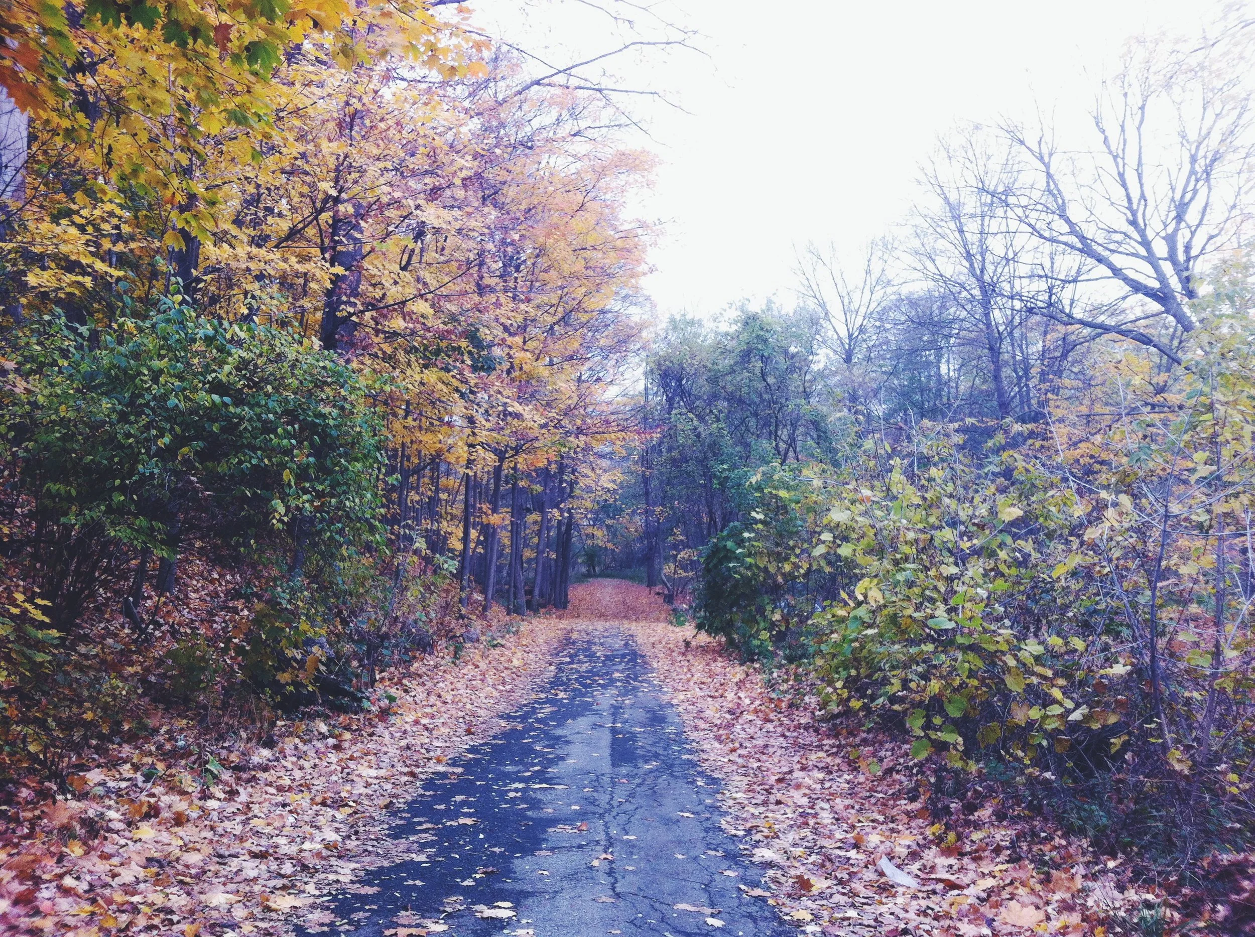 day twenty-nine: the long walk home