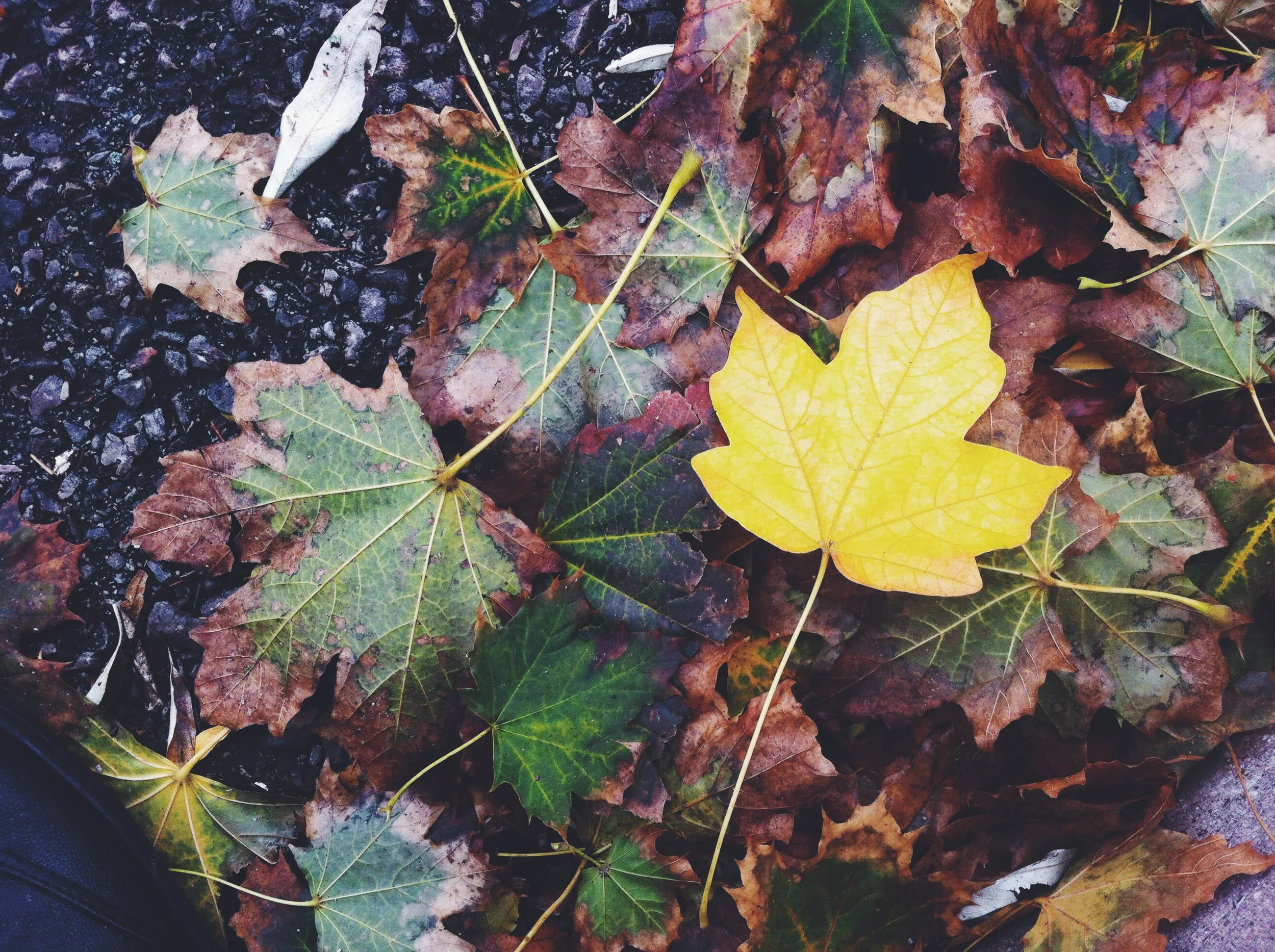 day sixteen: the adequate inadequate