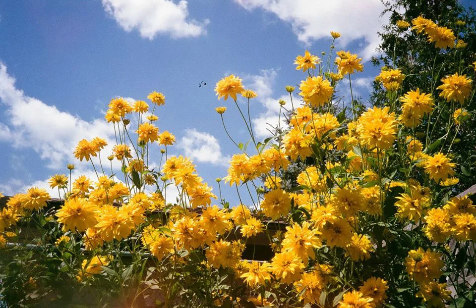 This brave porcelain flower