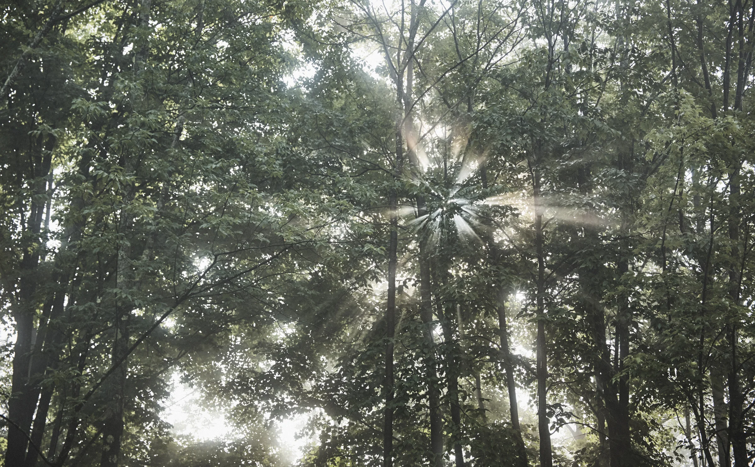 CAMP_HERE_HERE_MIST_002.JPG
