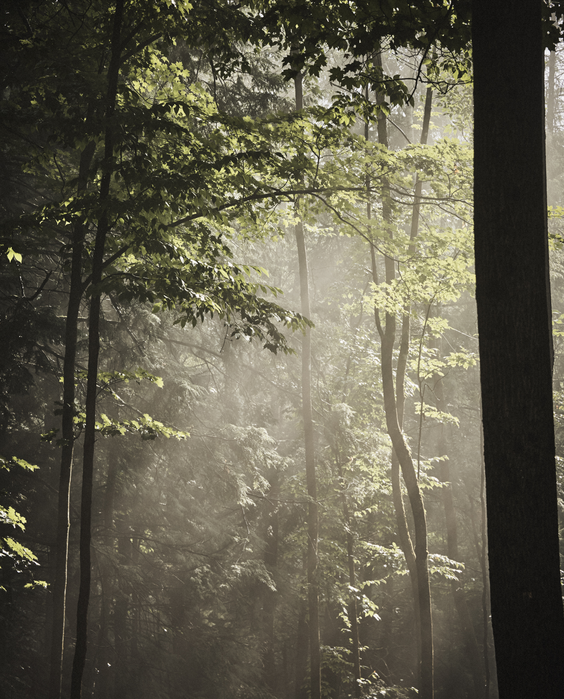 CAMP_HERE_HERE_MIST_001.JPG