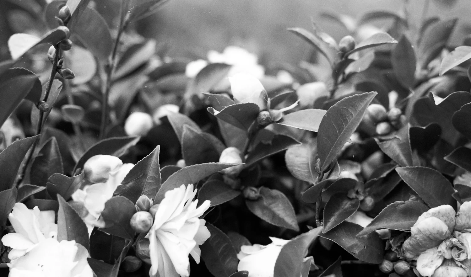 My Life on 35mm #3 | July 2018